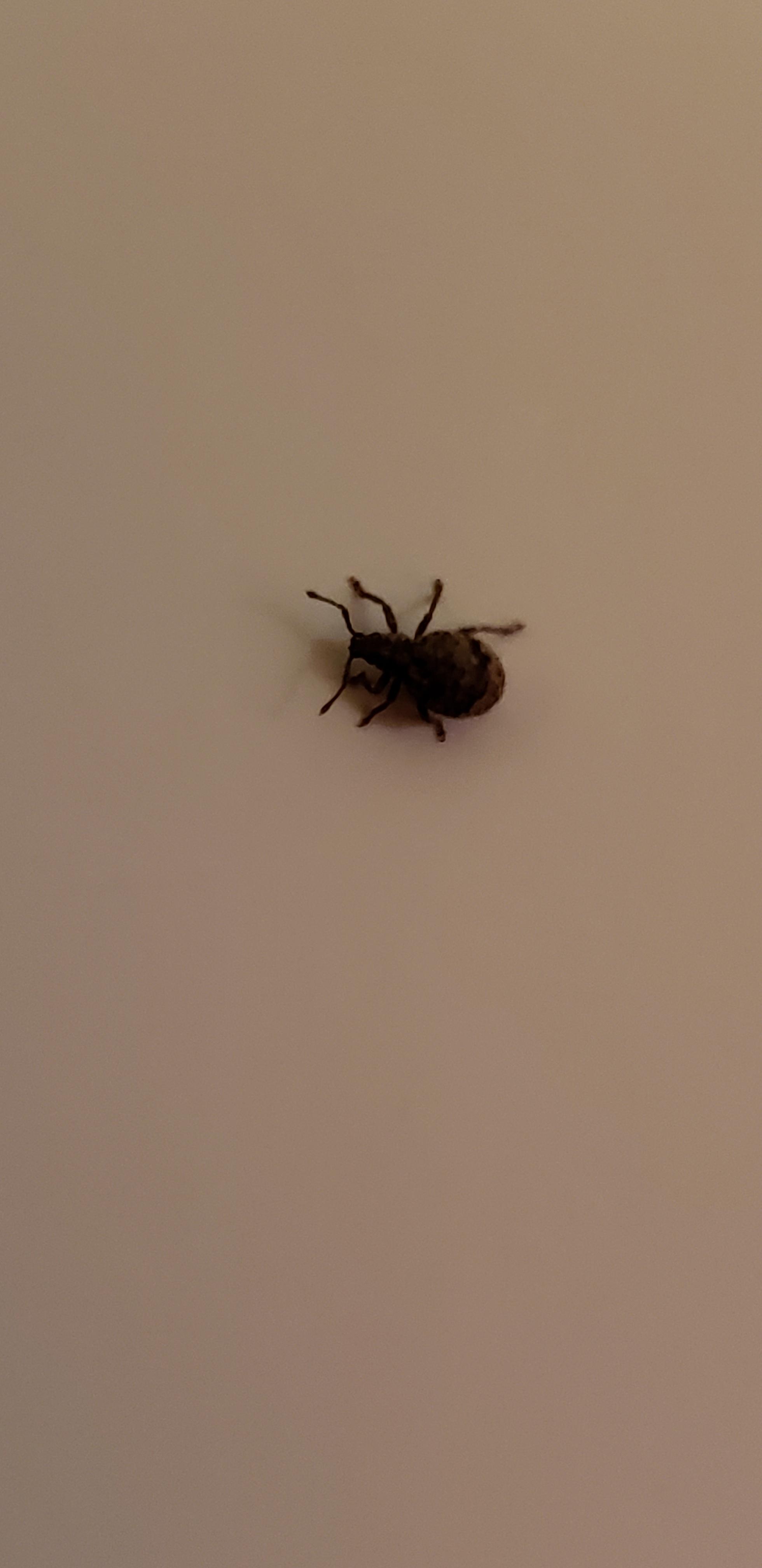 Looks like a tick, but has antennas. Any clue? Found in MI r/whatsthisbug