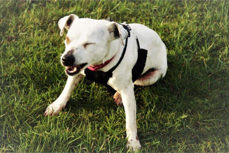 My Dog Sneezing And How Can I Stop It? dogecoin