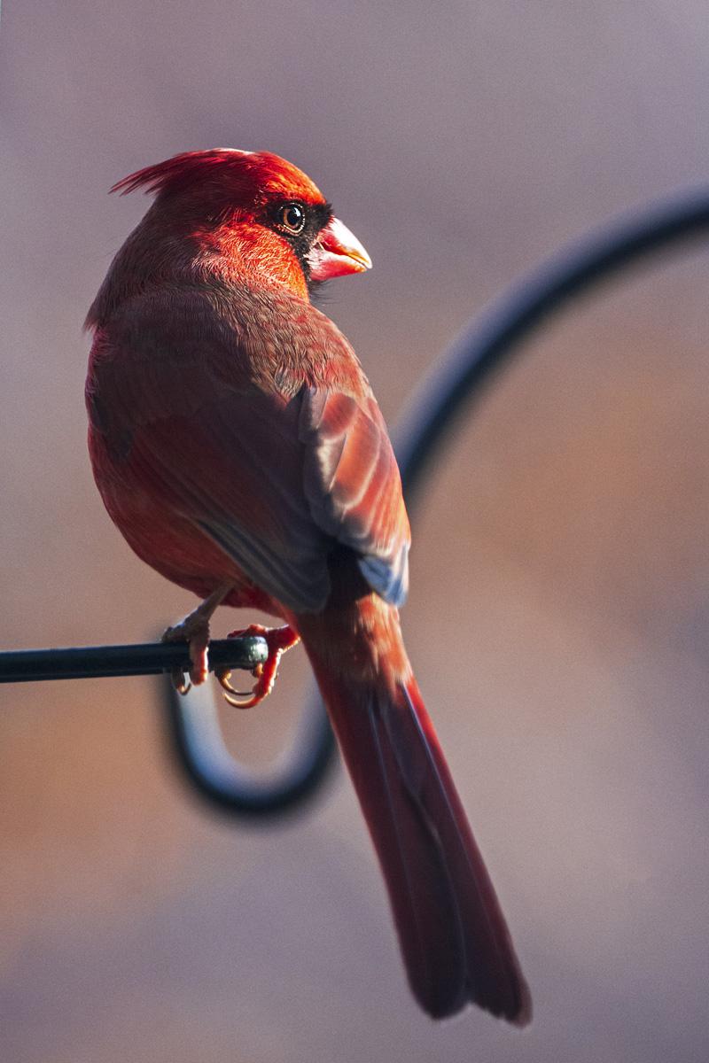 Northern Cardinal Toronto, Canada birding