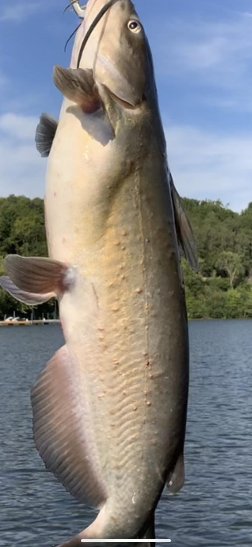 Caught a bunch of catfish on the Mississippi River in Illinois and they