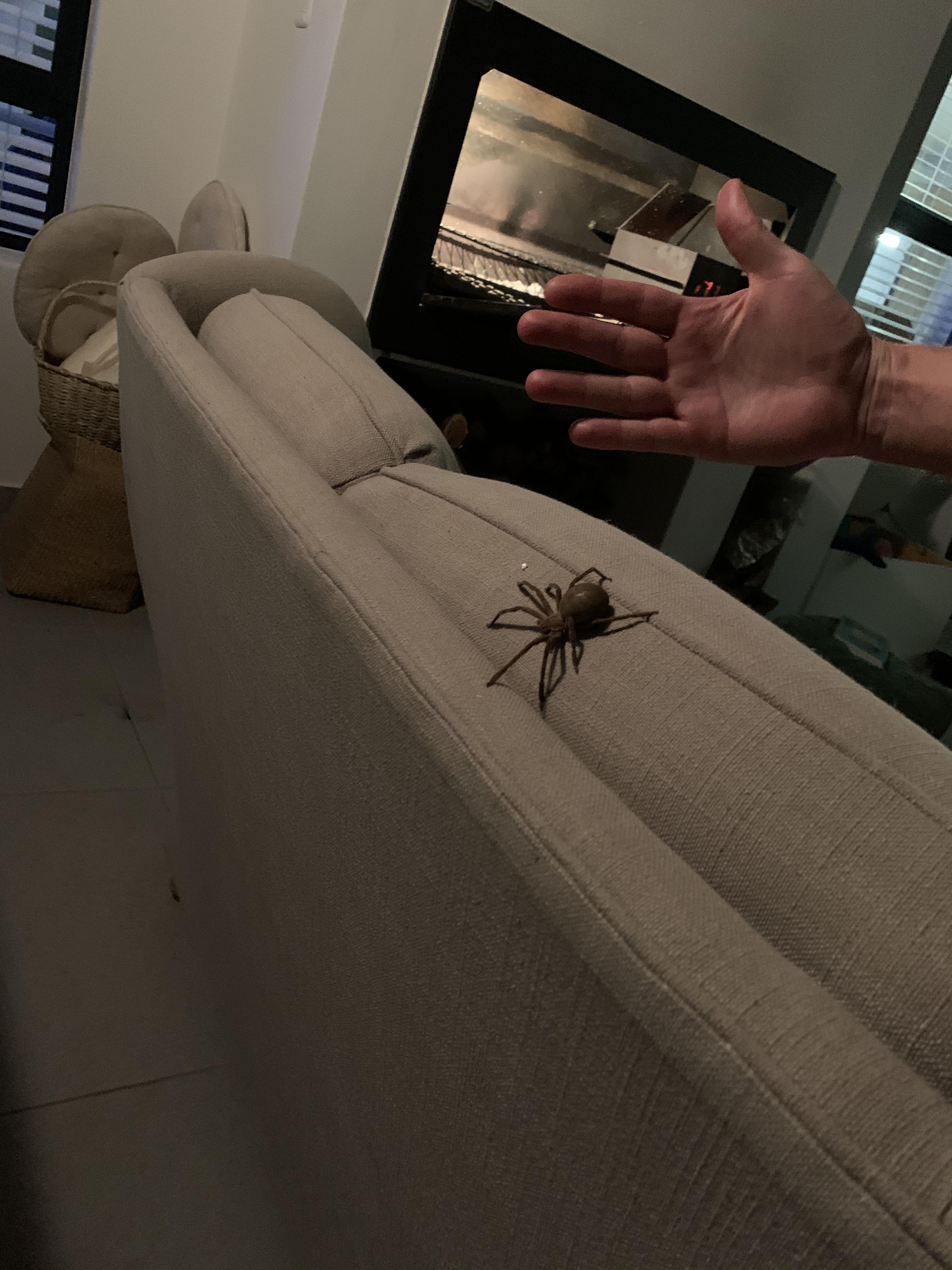 Does anyone know what this is? Spotted in Eastern Cape, South Africa