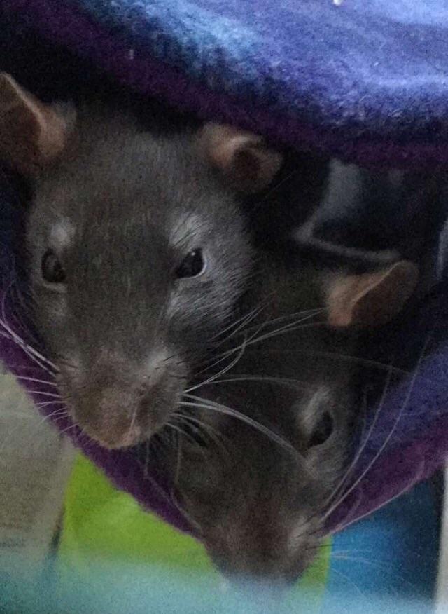 Snuggle pile! r/RATS