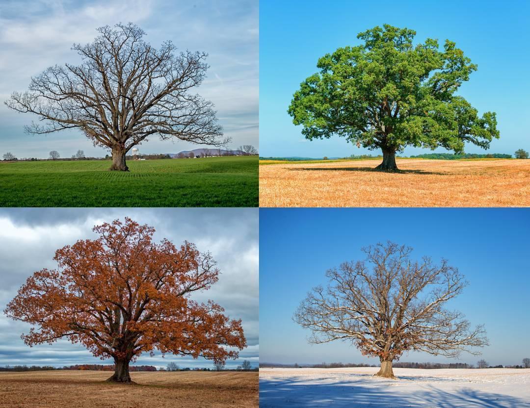 I took a picture of this tree during each of the four seasons. r