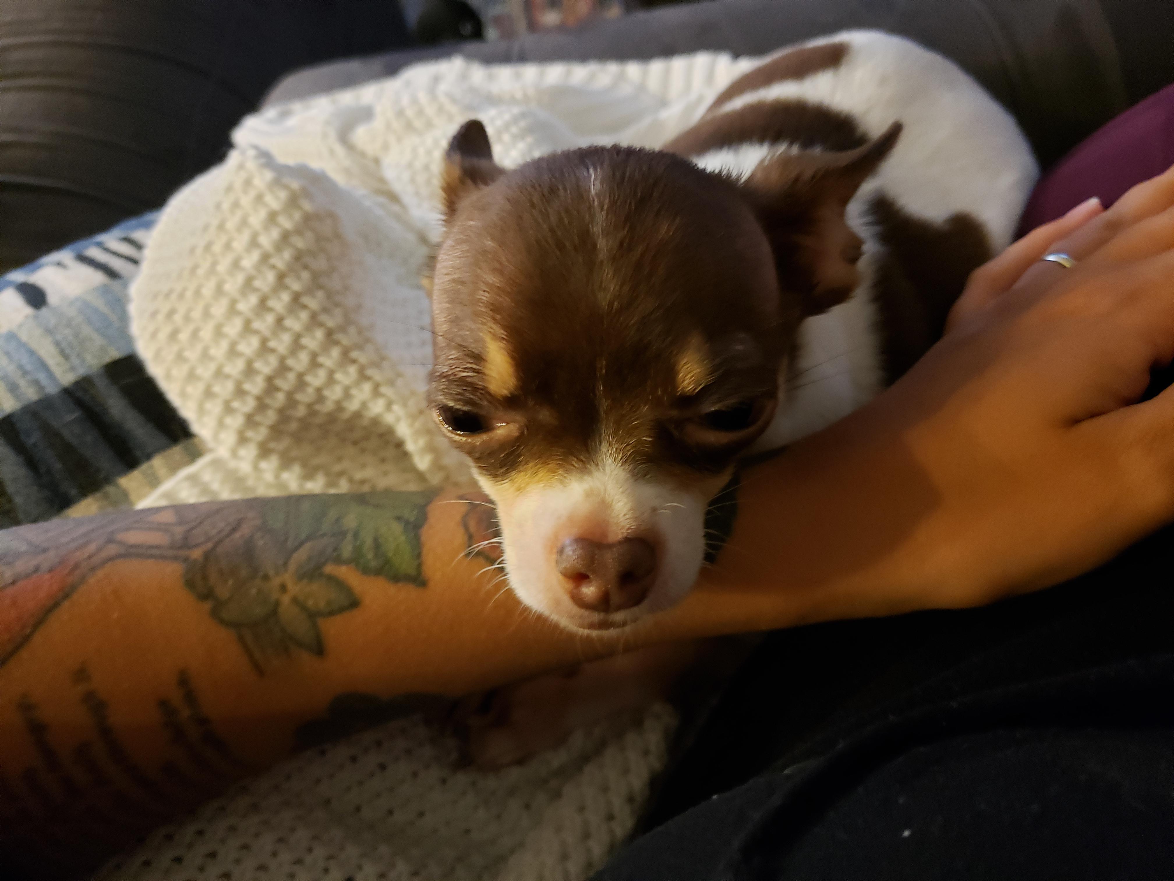 Sleep baby 😴 Chihuahua