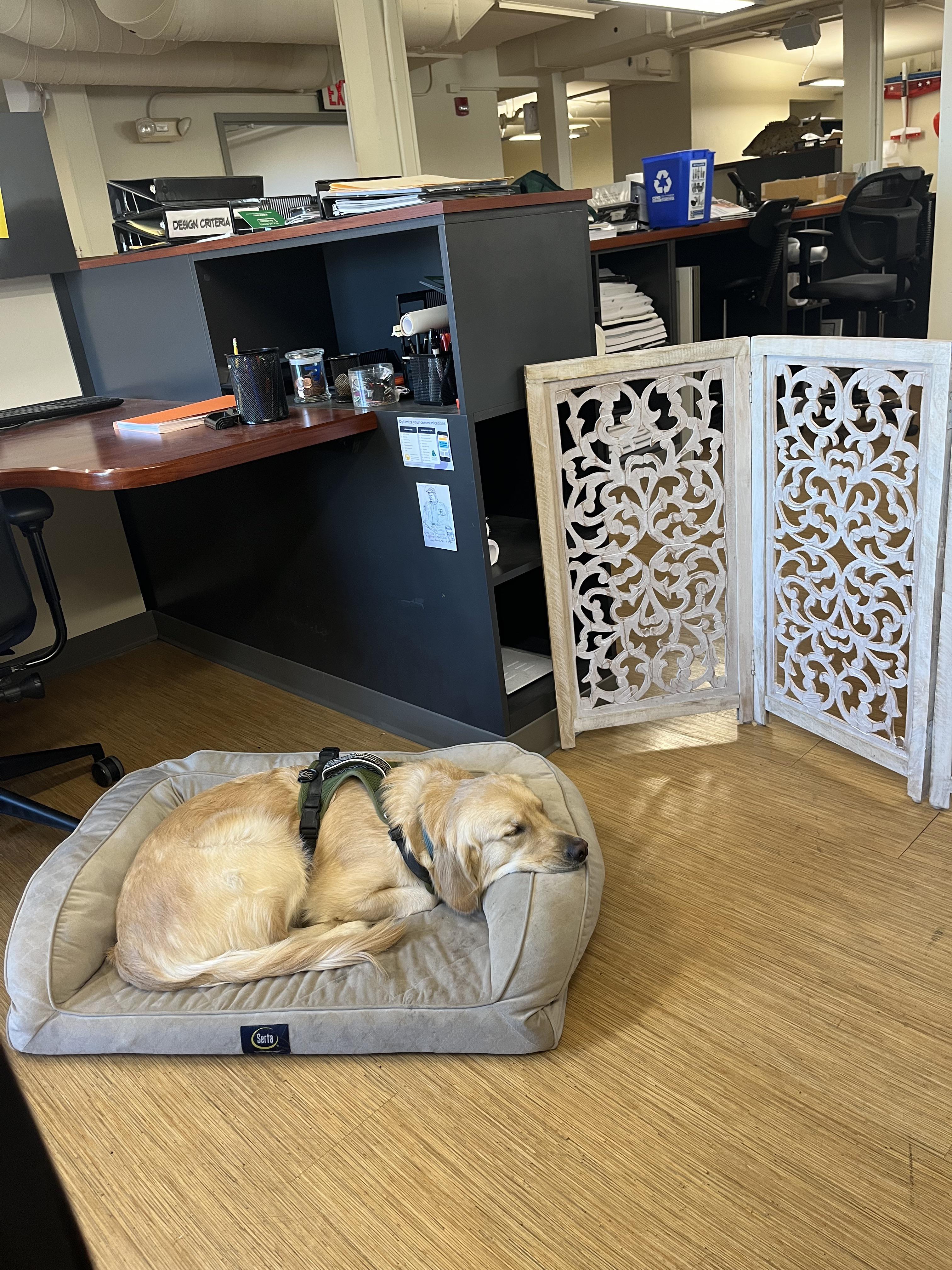 Finally work for a dog friendly office 💞 r/goldenretrievers