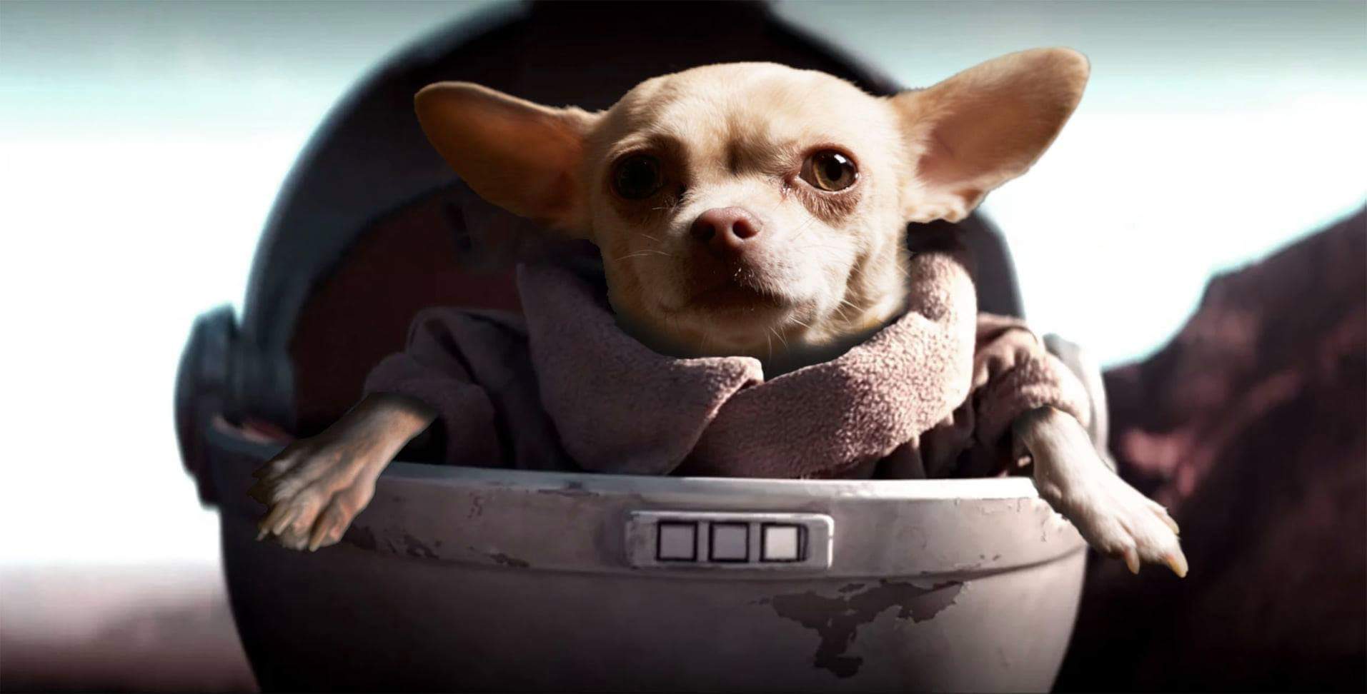 Friend's dog cosplayed as baby Yoda! r/StarWars