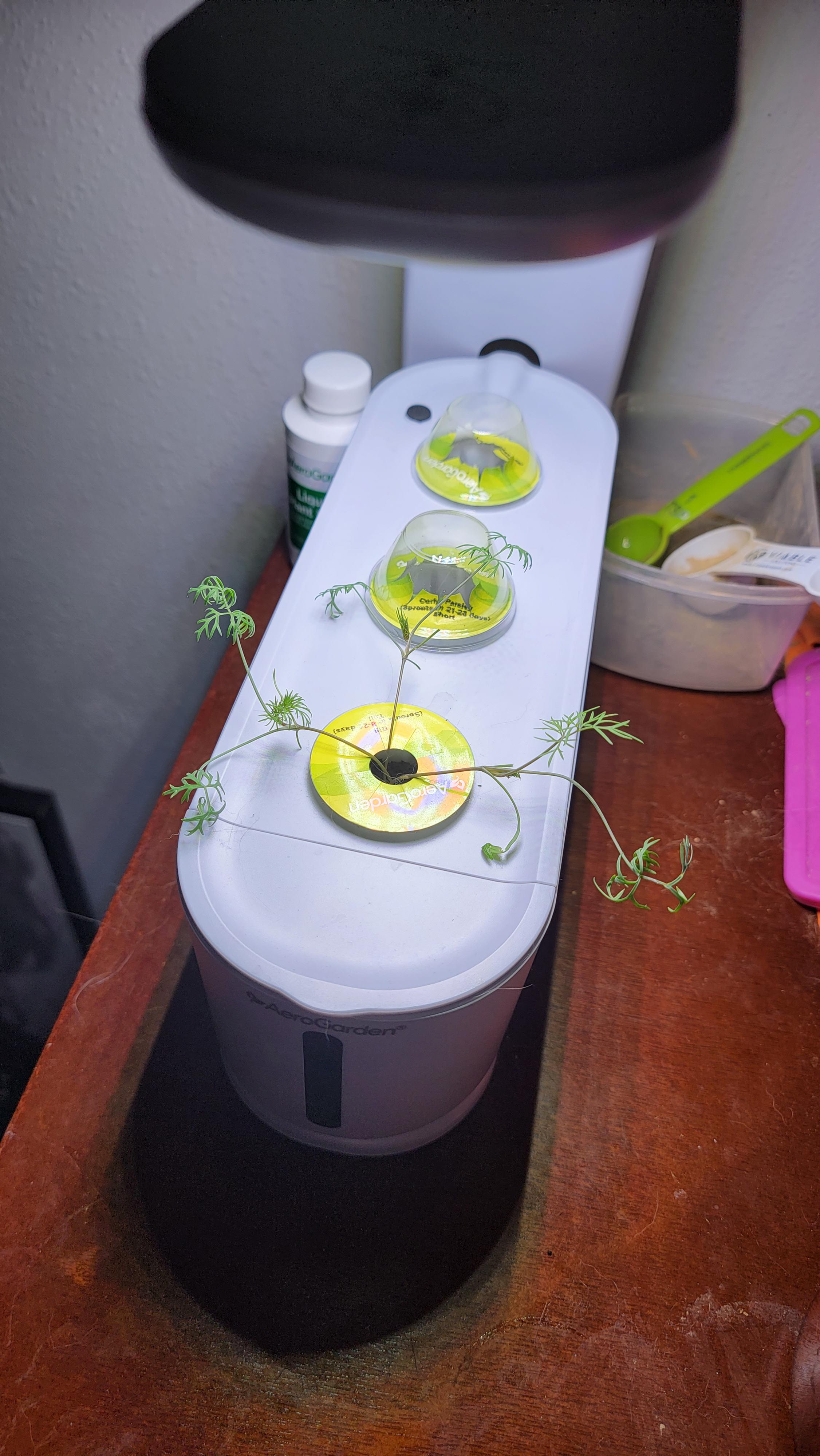 This is my friend Dill. What is wrong with Dill? Should i bury Dill in