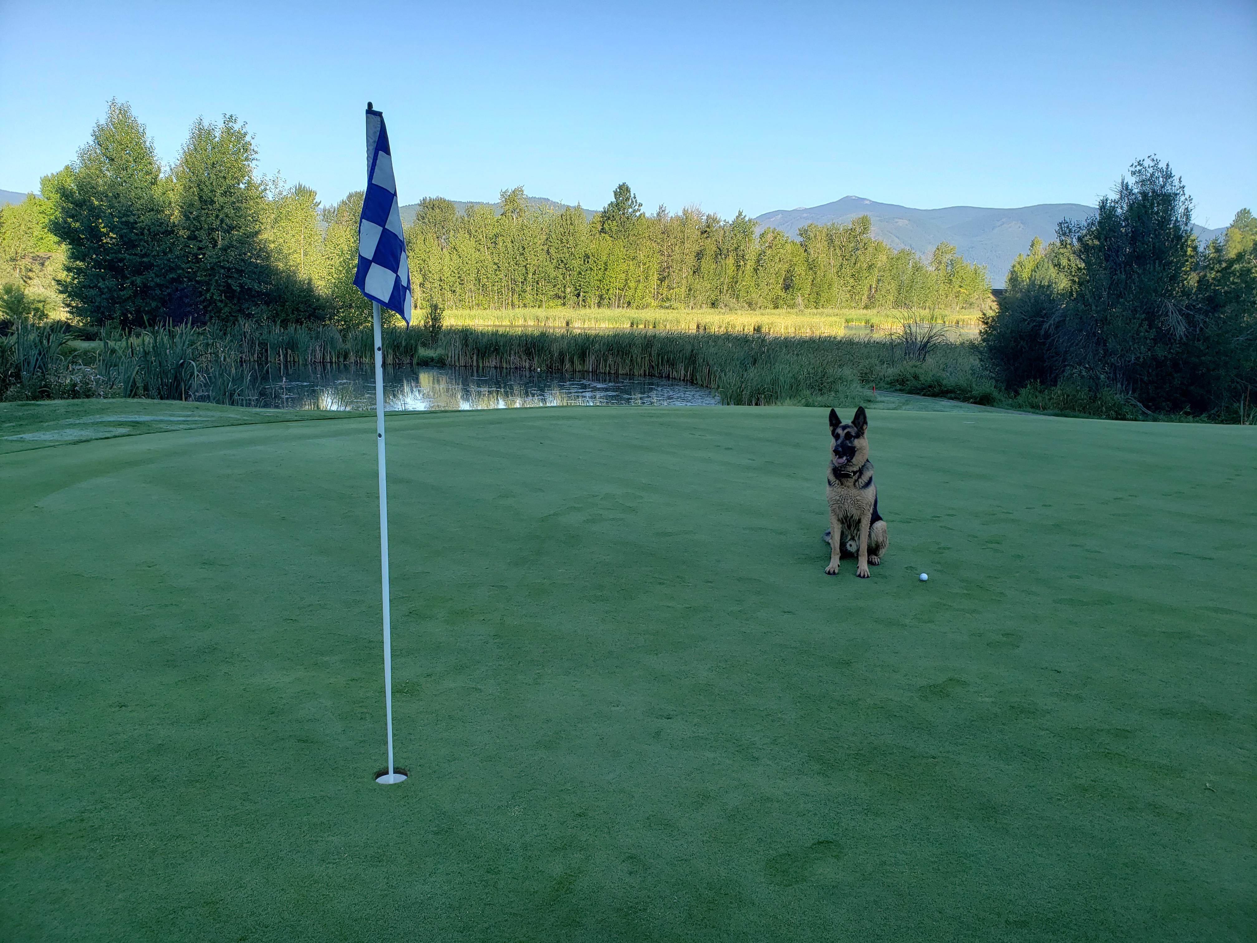 Puppy on the green! Mirror Lake Golf Course in North Idaho allows dogs