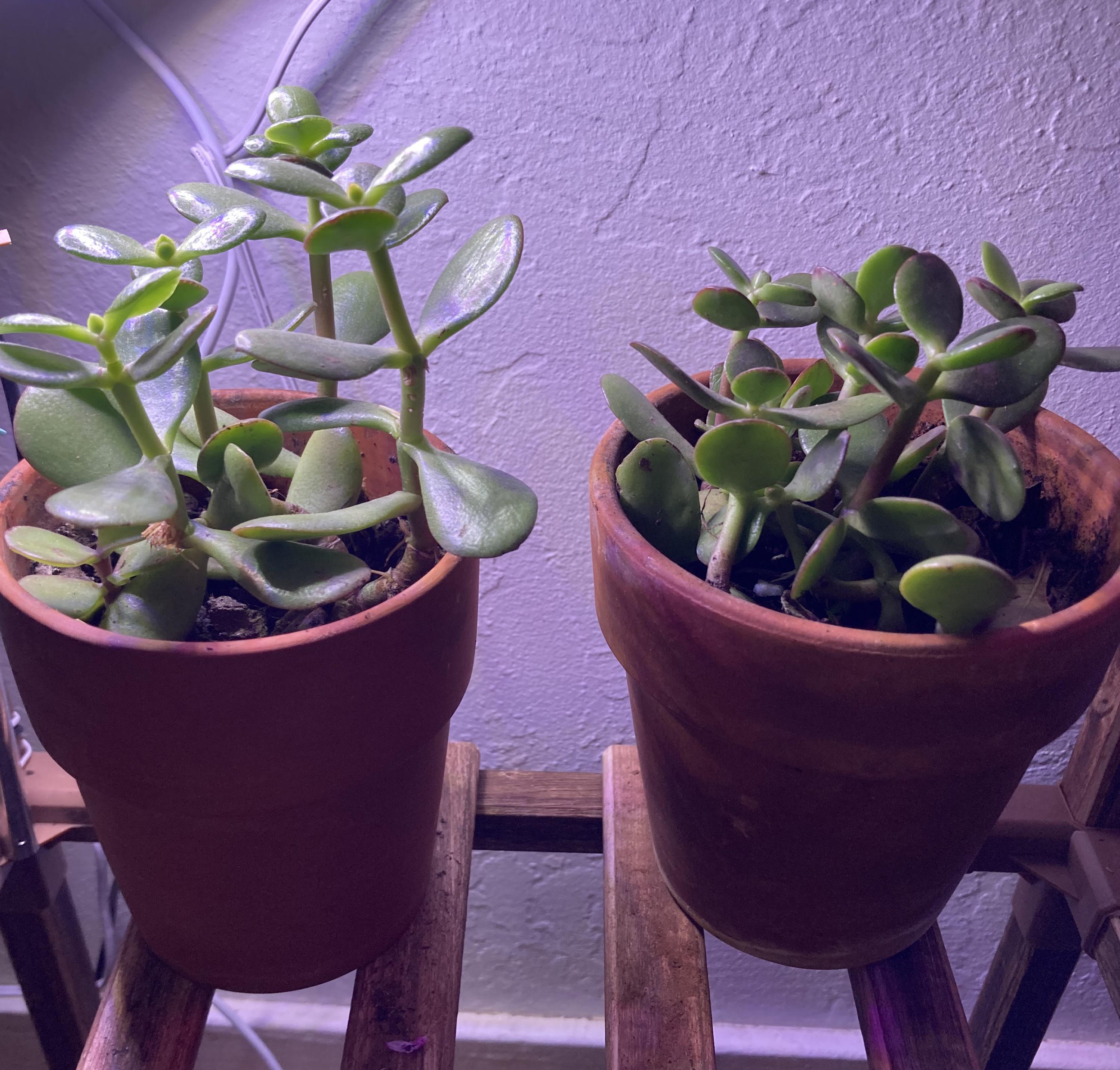 Repotting Jade Cuttings? r/succulents