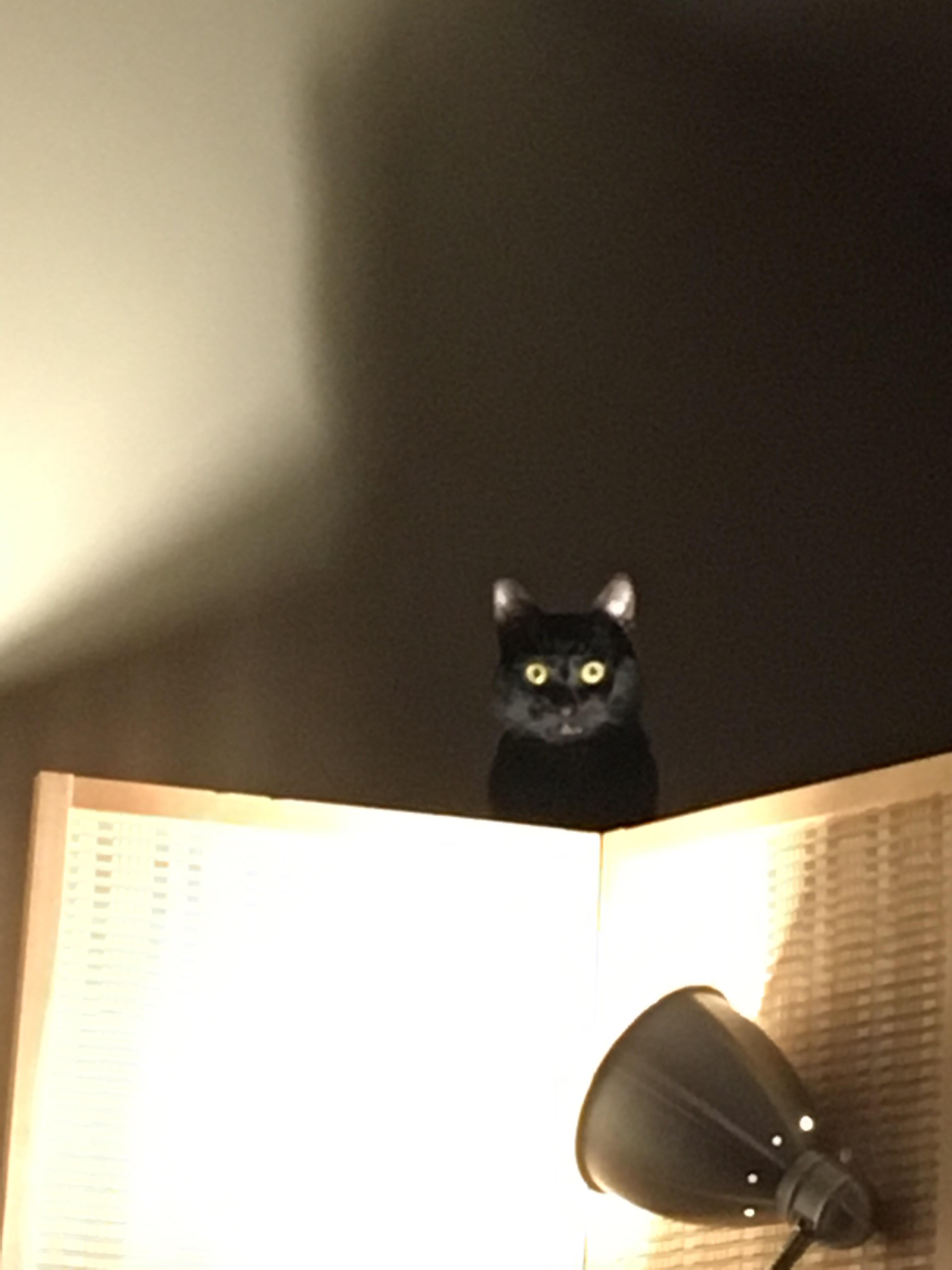 This is my cat watching me watch TV r/aww