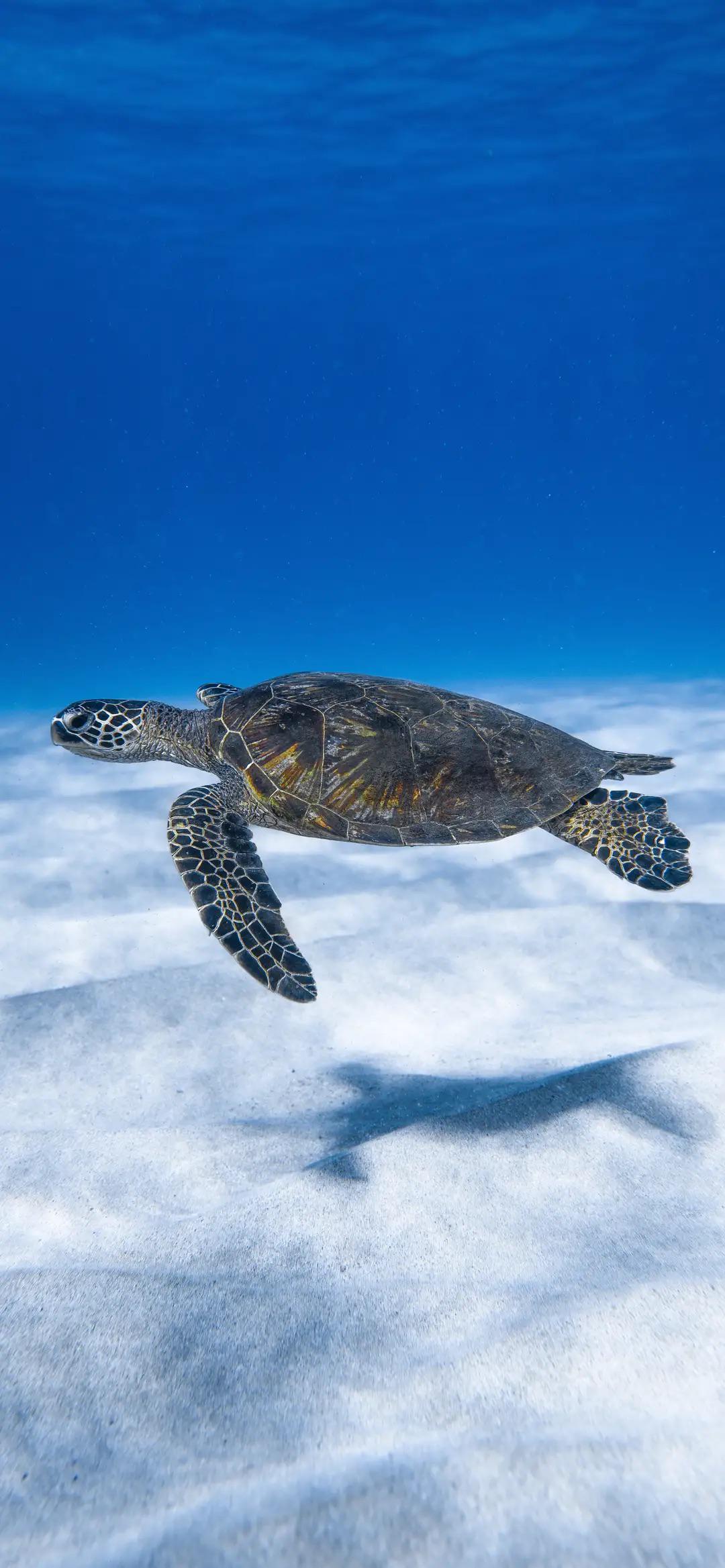 sea turtle r/iphonewallpapers