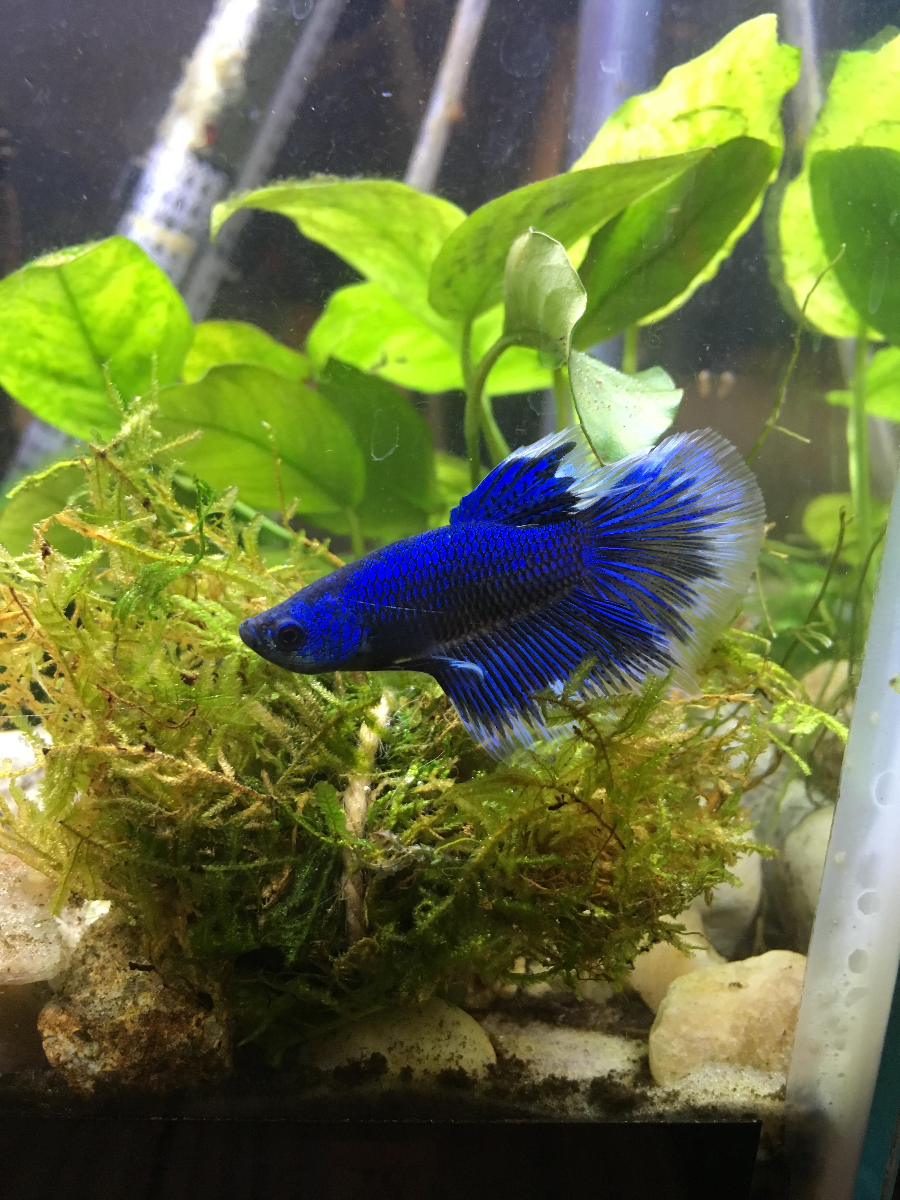 I know there a lot of beautiful bettas on here, but this is the prettiest one I’ve ever had. r