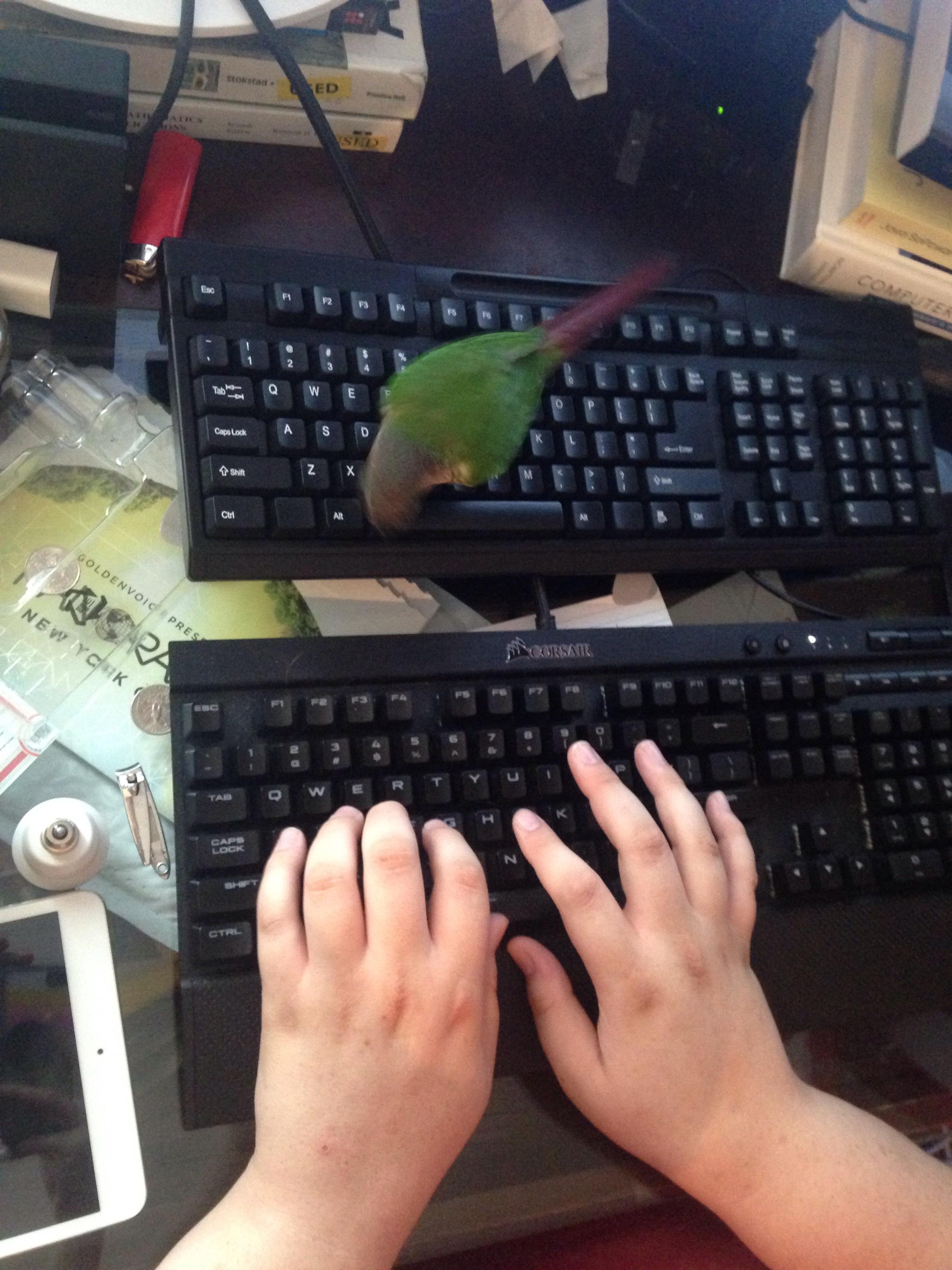 Fidget always messes with my boyfriend's gaming keyboard so he grabbed