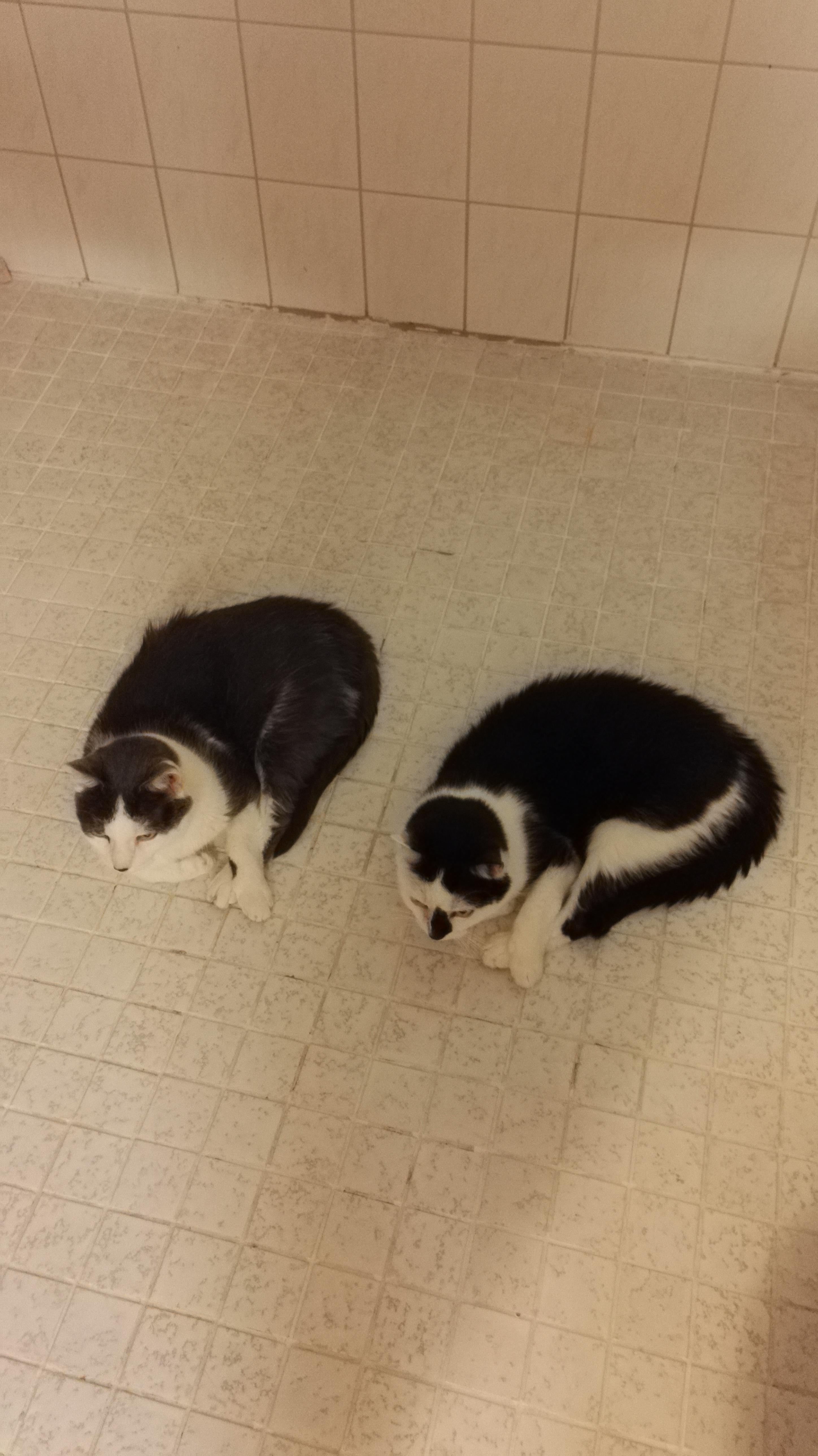 Our 2 cats are always in the same position in the bathroom for some