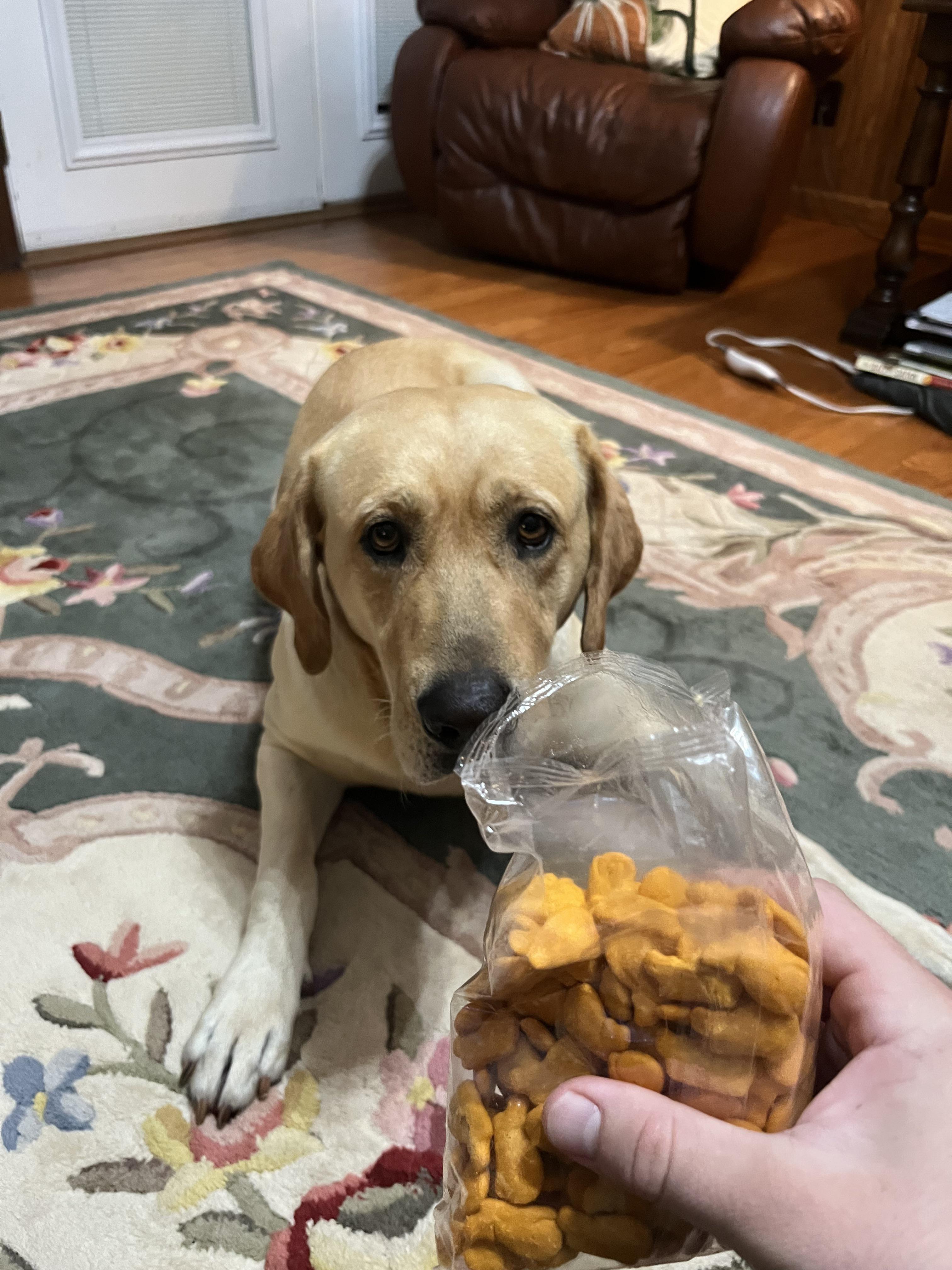 Can’t get a midnight snack without Biscuit intervening lol r/labrador