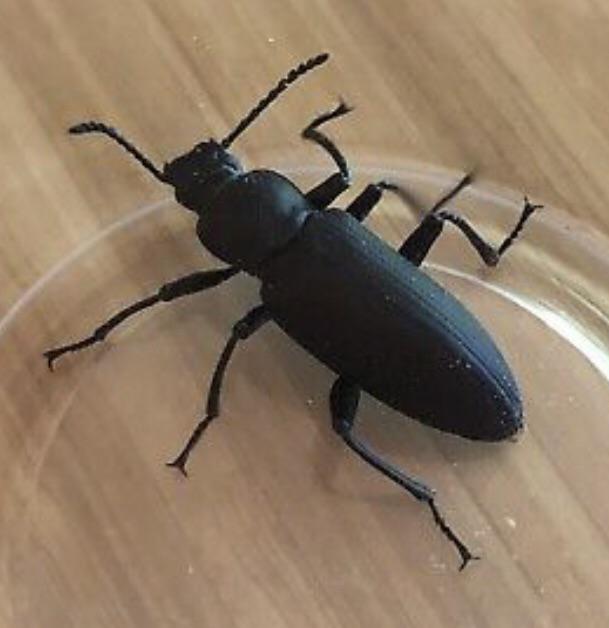 Help getting rid of darkling beetles? r/BeardedDragons