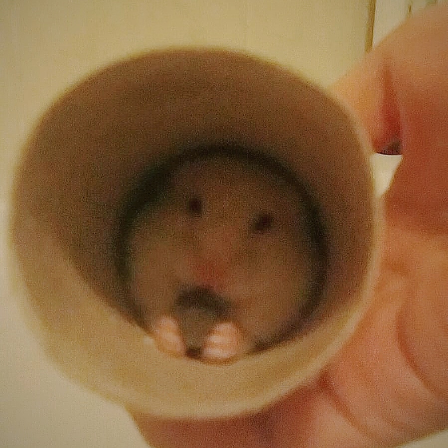 Momo eating his treat in a toilet roll r/hamsters