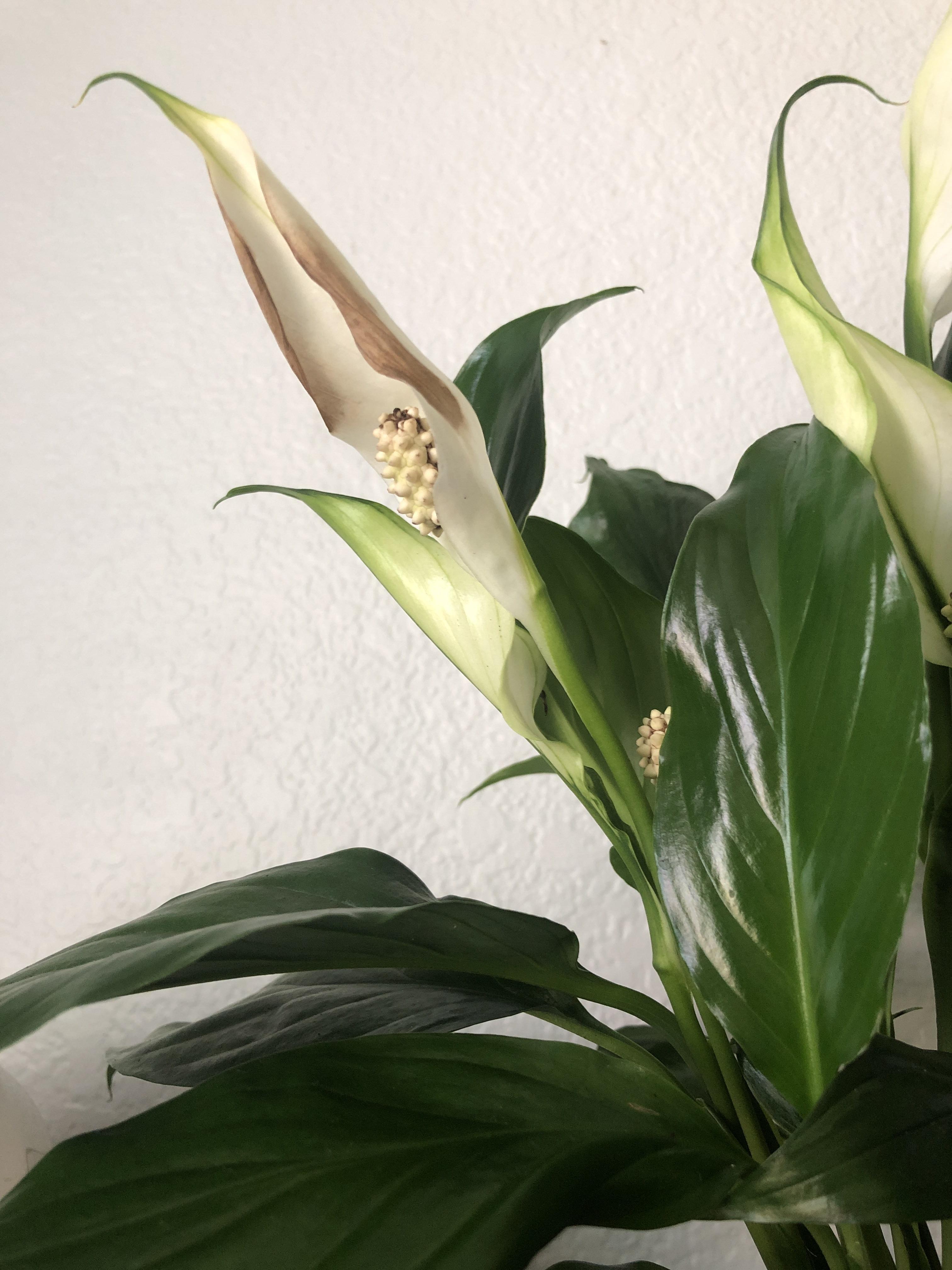 Why is my peace Lily flower browning? The rest of the flowers are