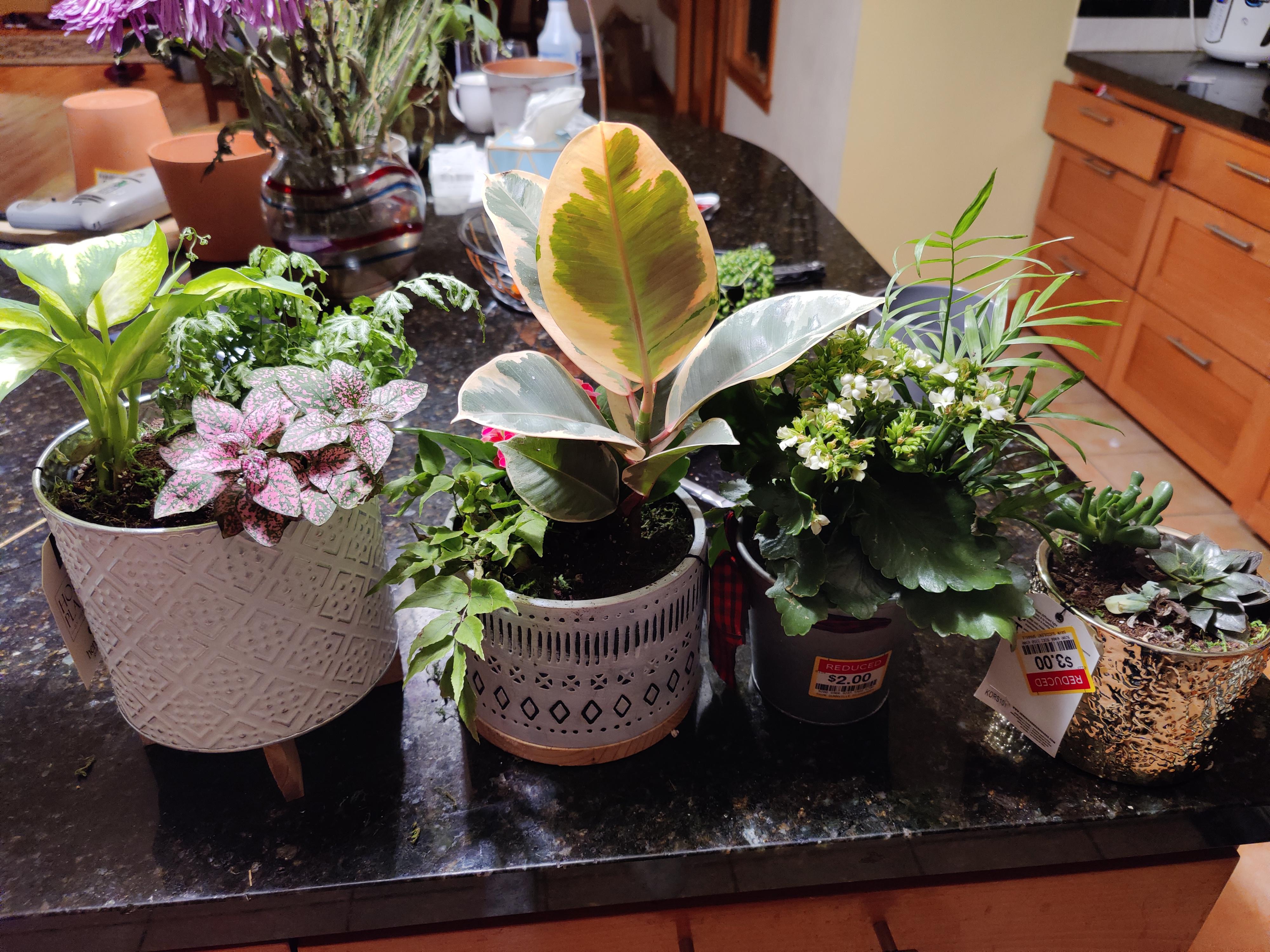 Discount haul! r/houseplants