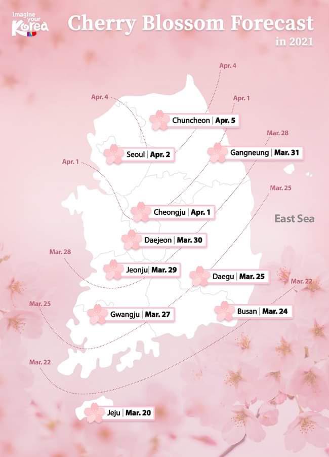 Cherry Blossom Timeline for 2021 r/korea