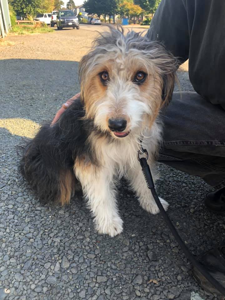 Found Dog Picked up in Yellowstone and hitchhiked to WA State. We want