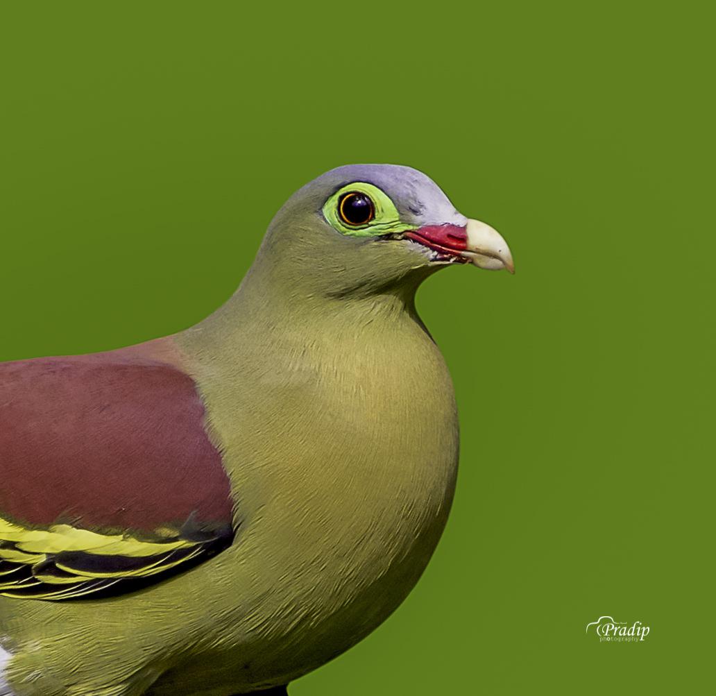 Thickbilled green pigeon (Male) r/IndiaSpeaks