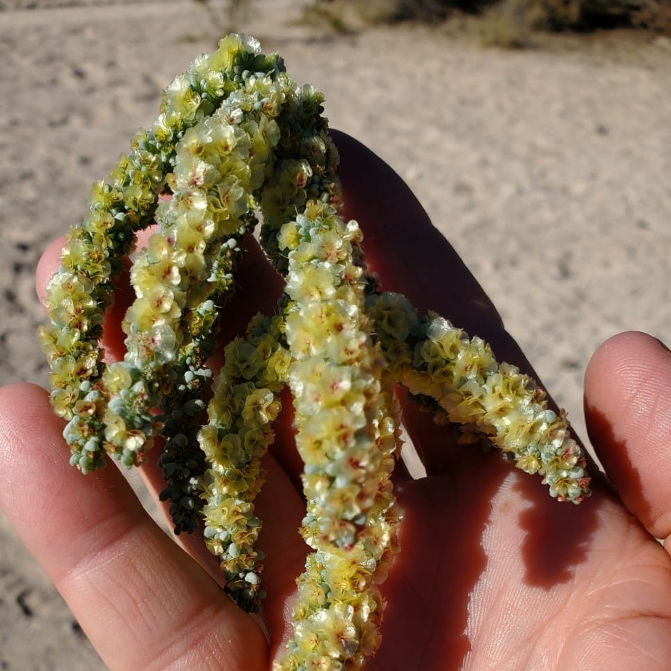 These plants have been taking over the Las Vegas desert