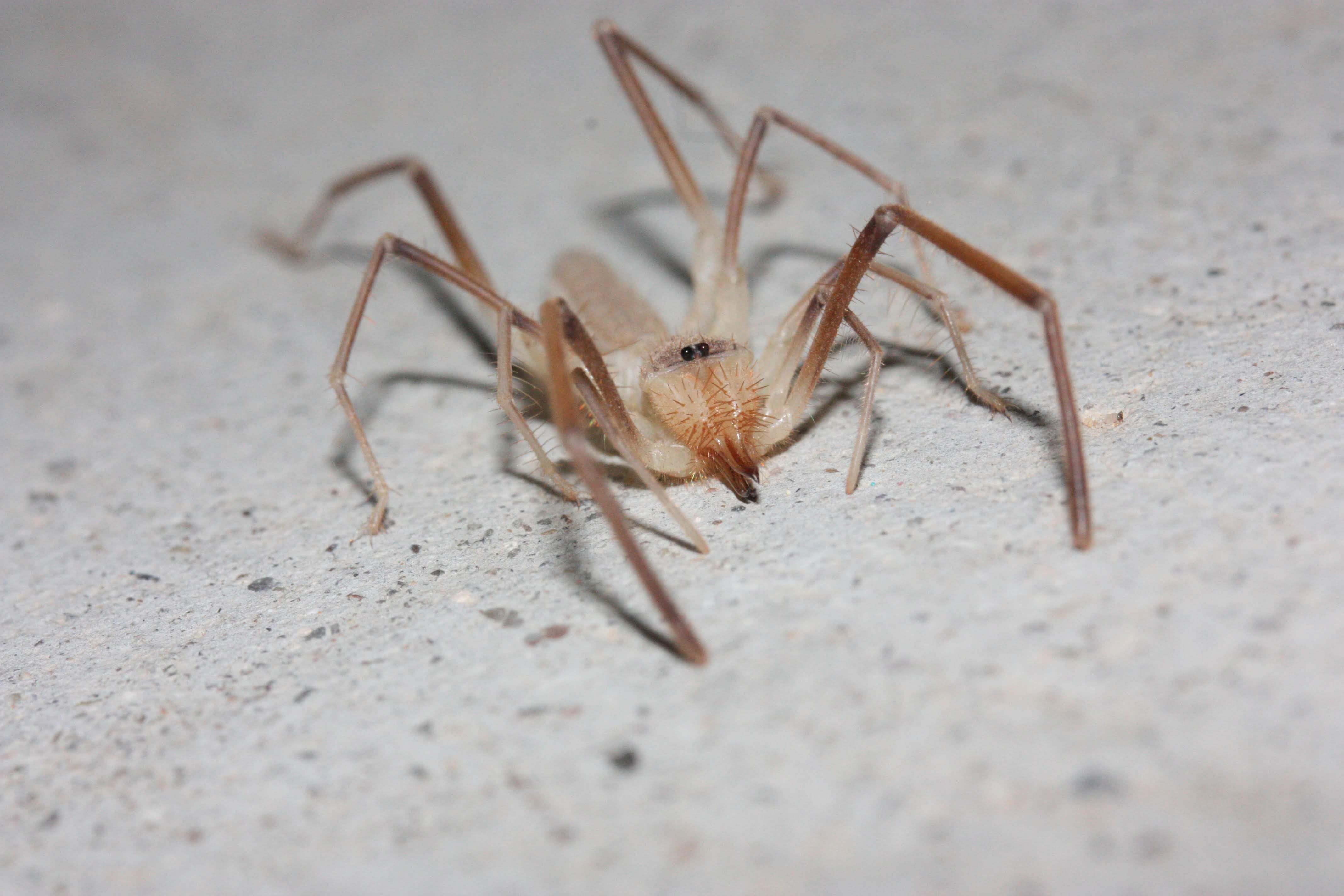 Solifugid (sun spider) hanging out by a campsite bathroom in the Mojave