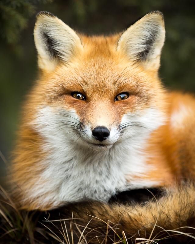 A beautiful Red Fox r/foxes
