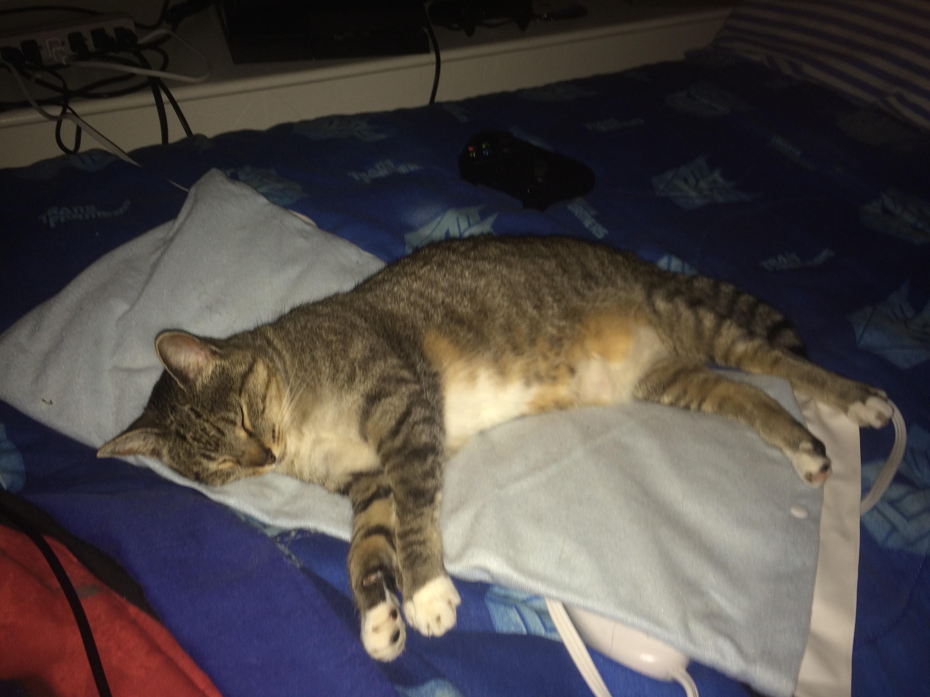 My cat loving my new heat pad r/cats