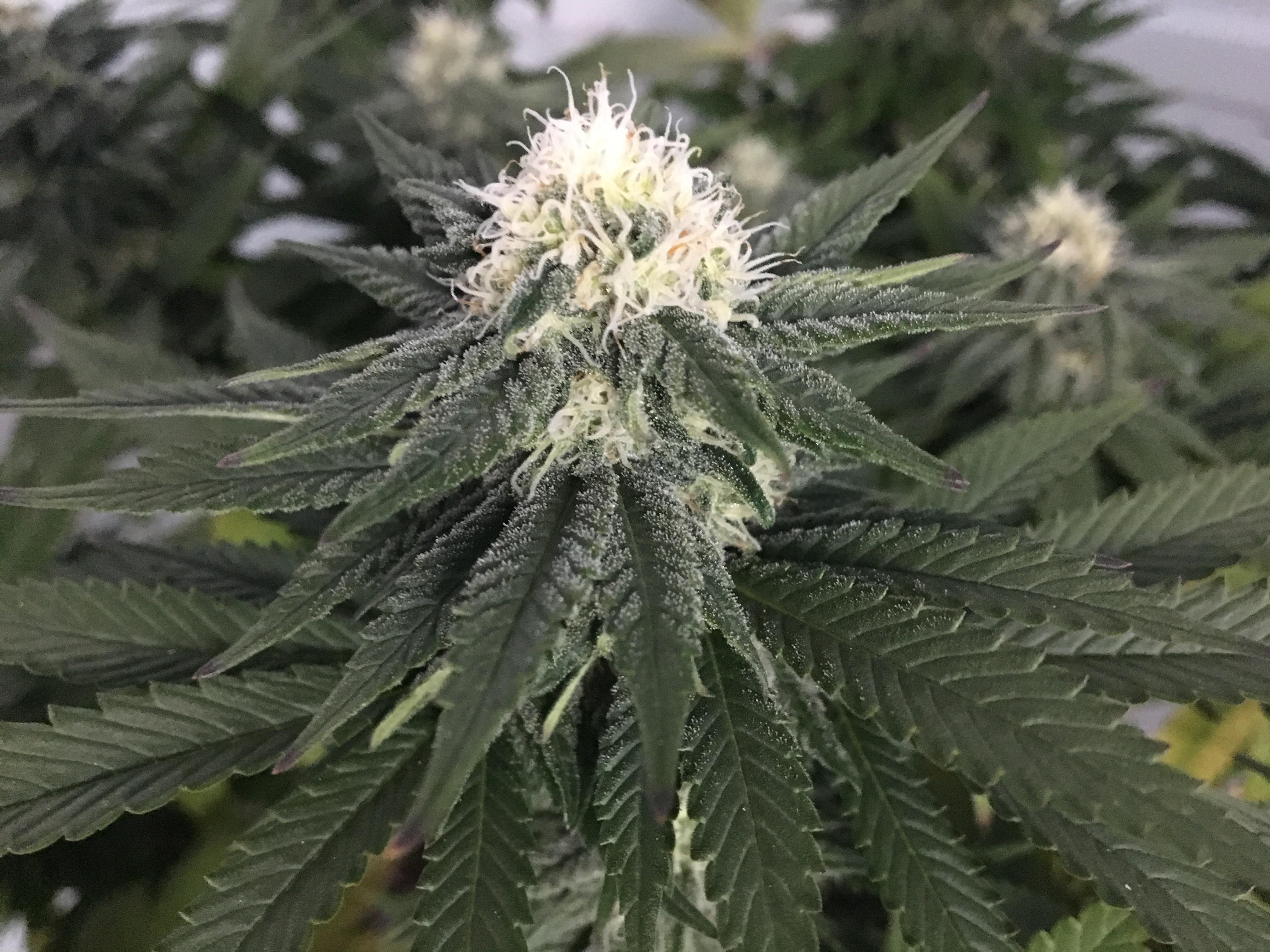 White Widow week 5 of flower r/GrowingMarijuana