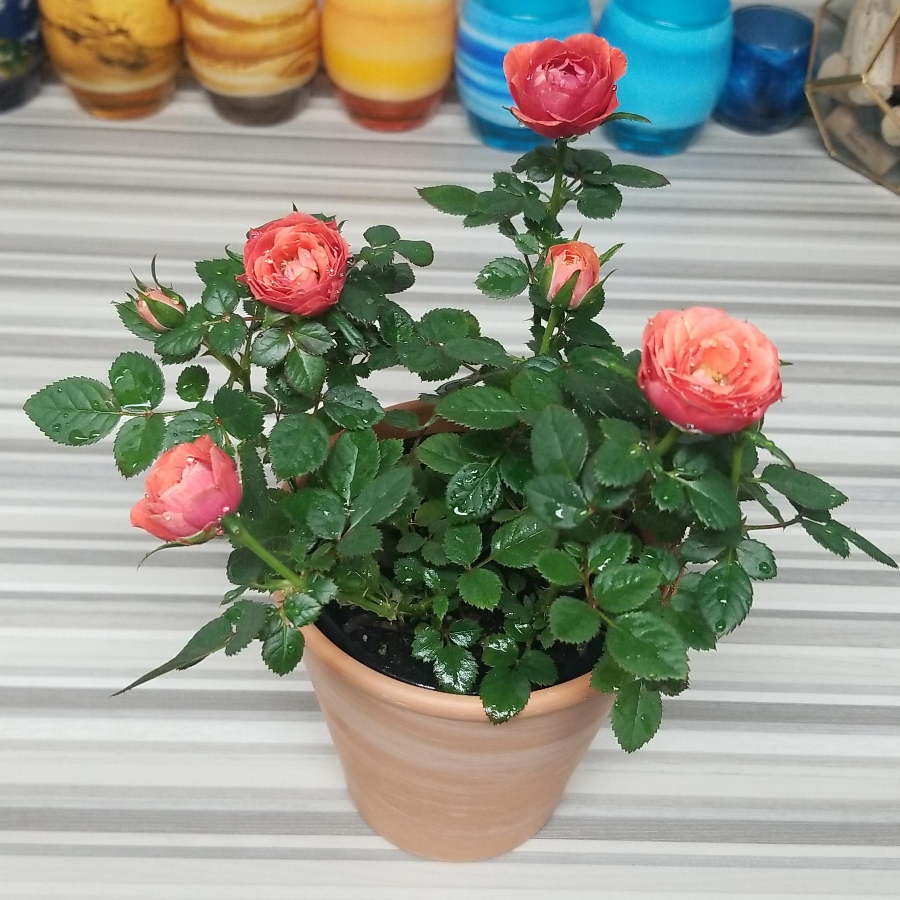 This cute miniature rose bush gifted to me for my birthday 🌹 r/plants