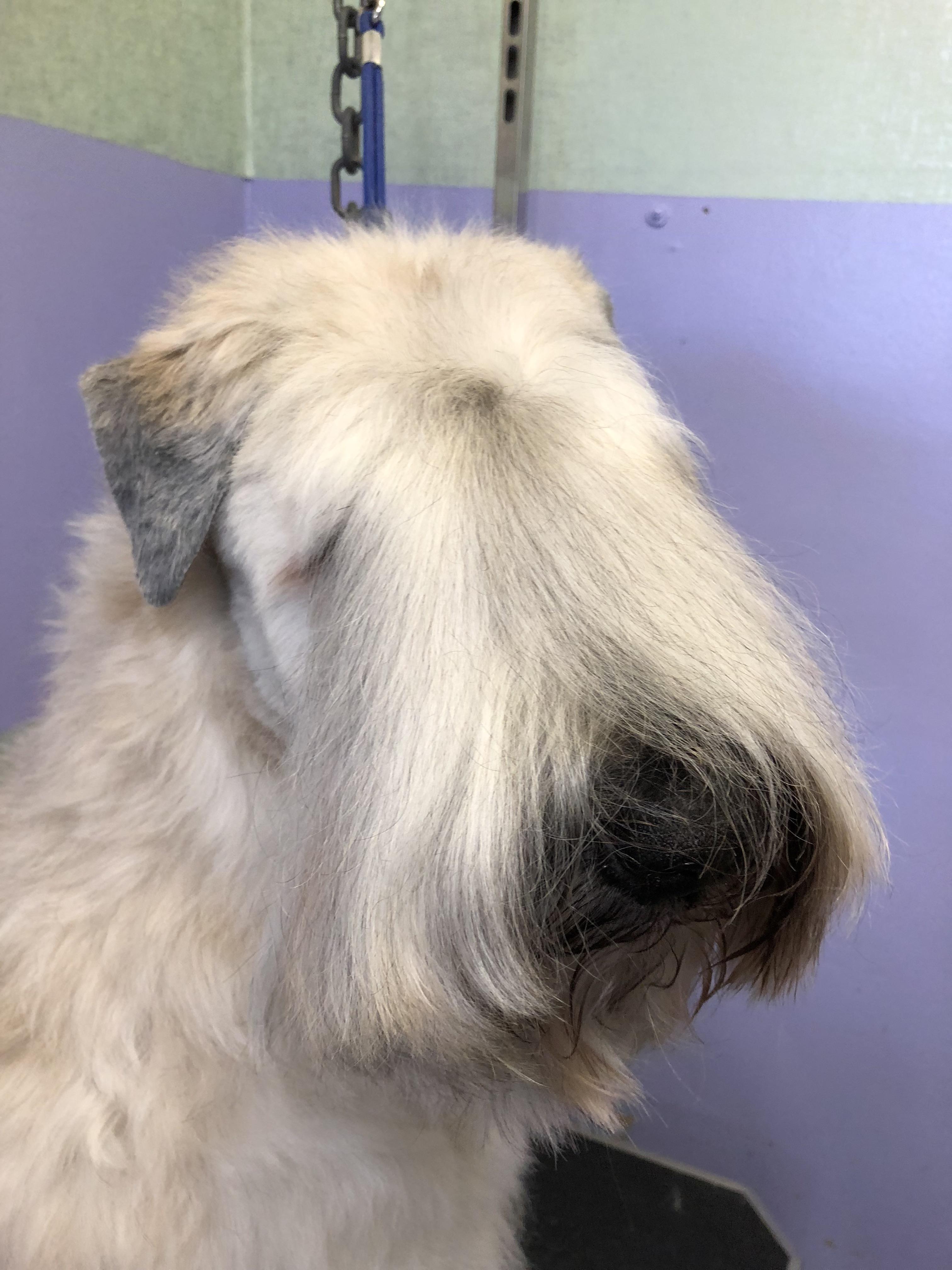 This guy is my absolute favorite dog to groom 💕💕💕 r/doggrooming