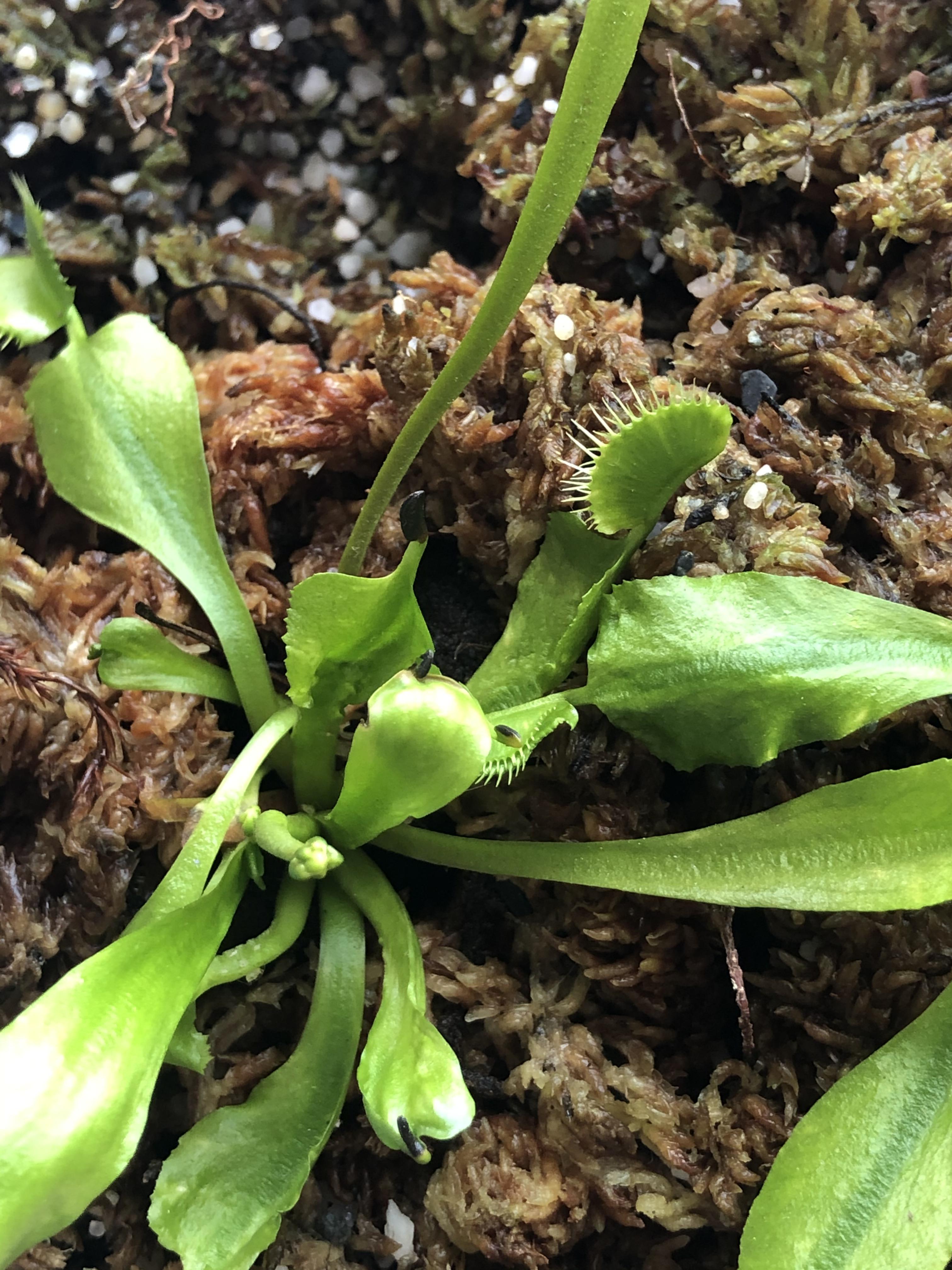 Anyone thoughts on why my baby Venus Fly trap heads are turning black