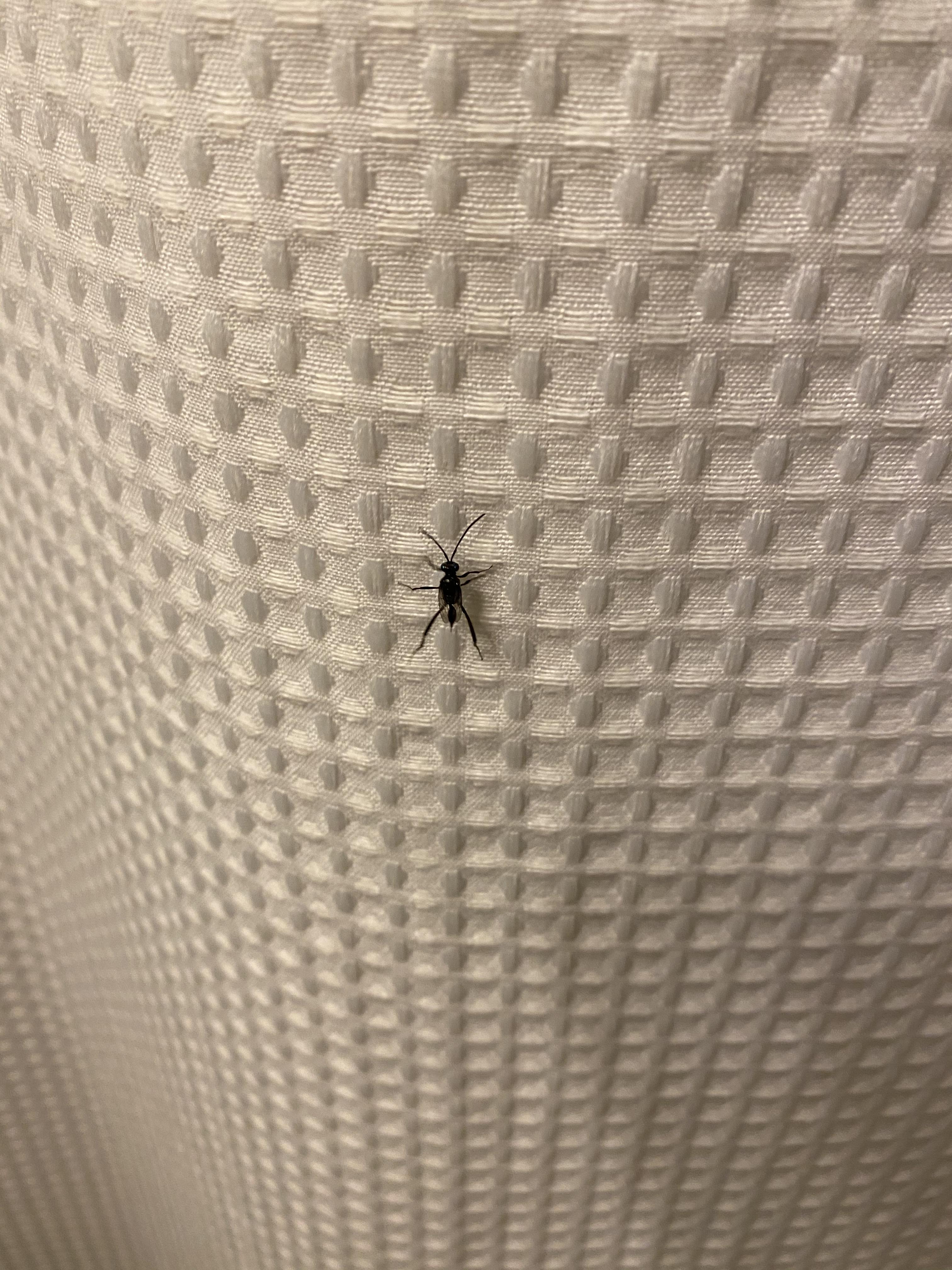 Looks like a small wasp but is not aggressive. Keep getting in my house