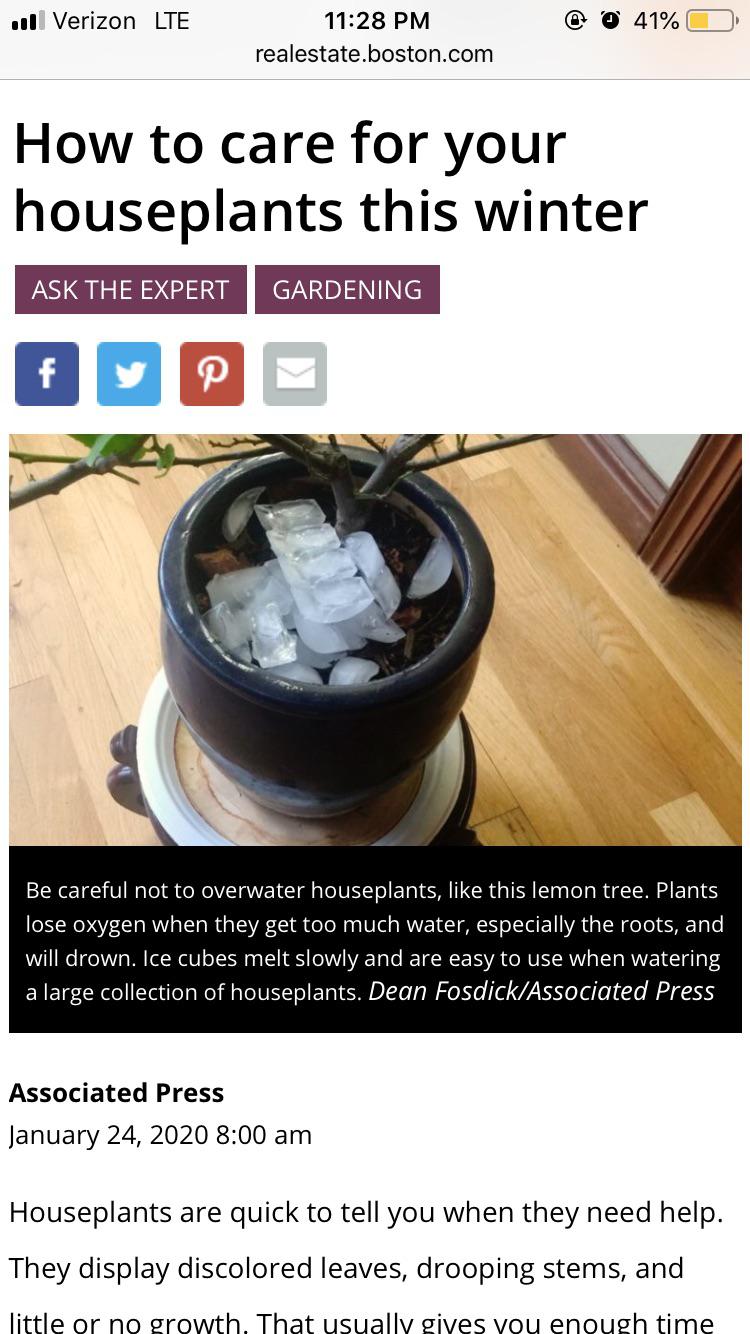 Watering plants with ice cubes? Why is this a thing? I water my plants