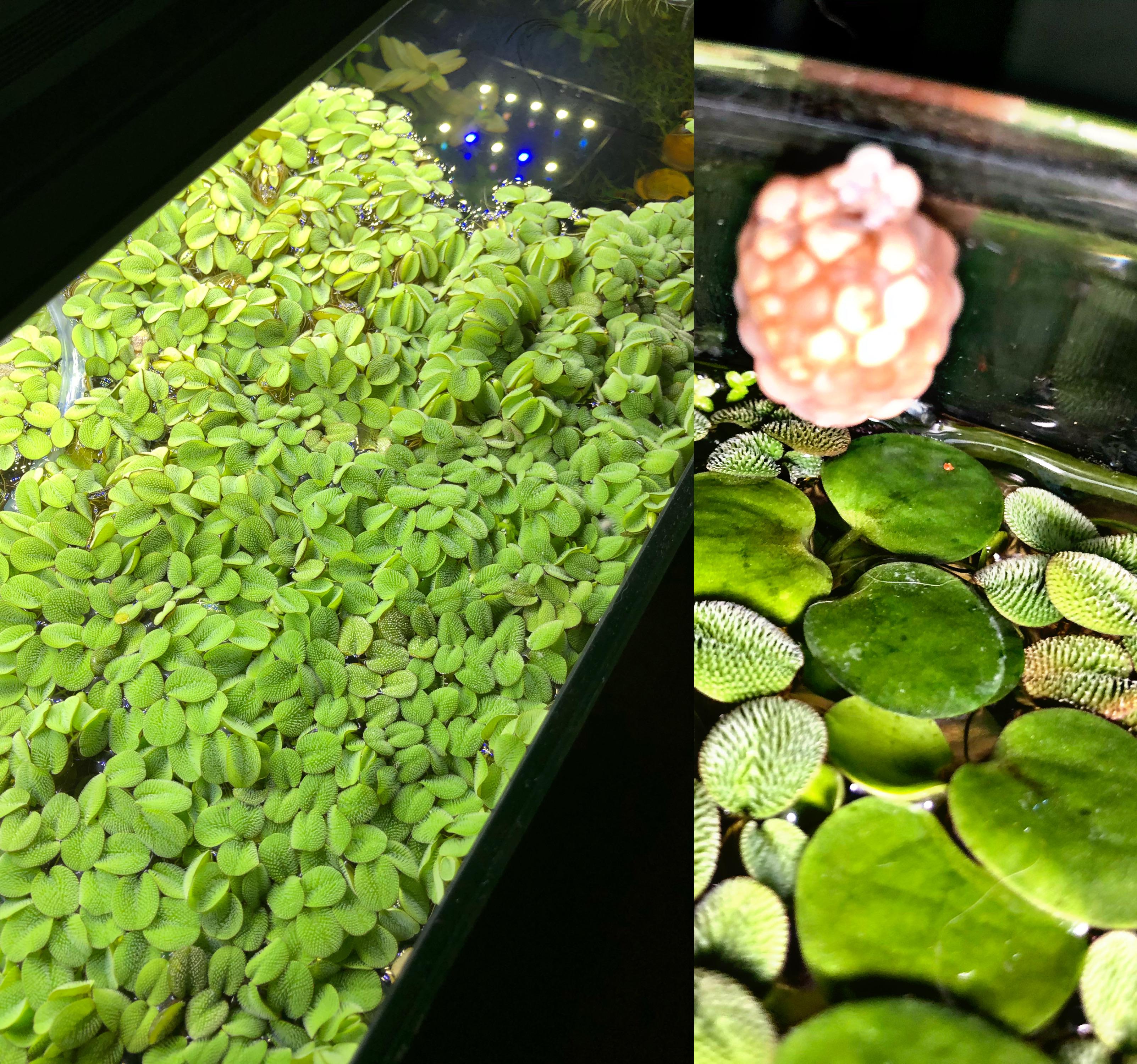 [FS] Asheville, NC 24 Shipped Salvinia Minima and Mystery Snail