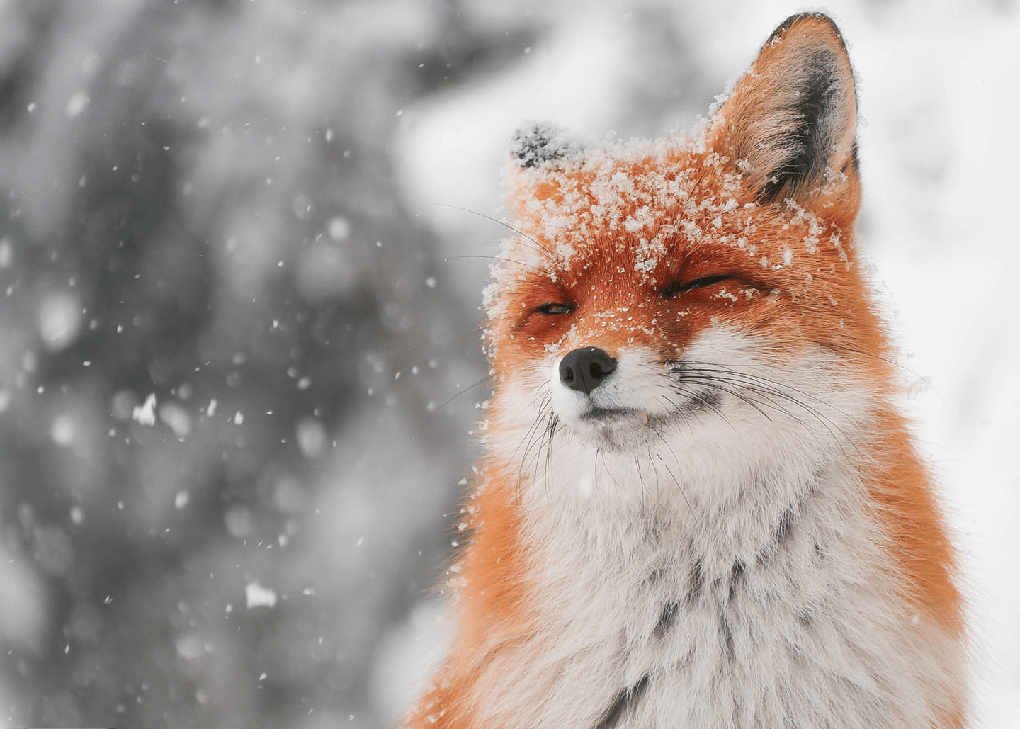 Cute fox enjoys snow (by Matyas Szendi) r/pics