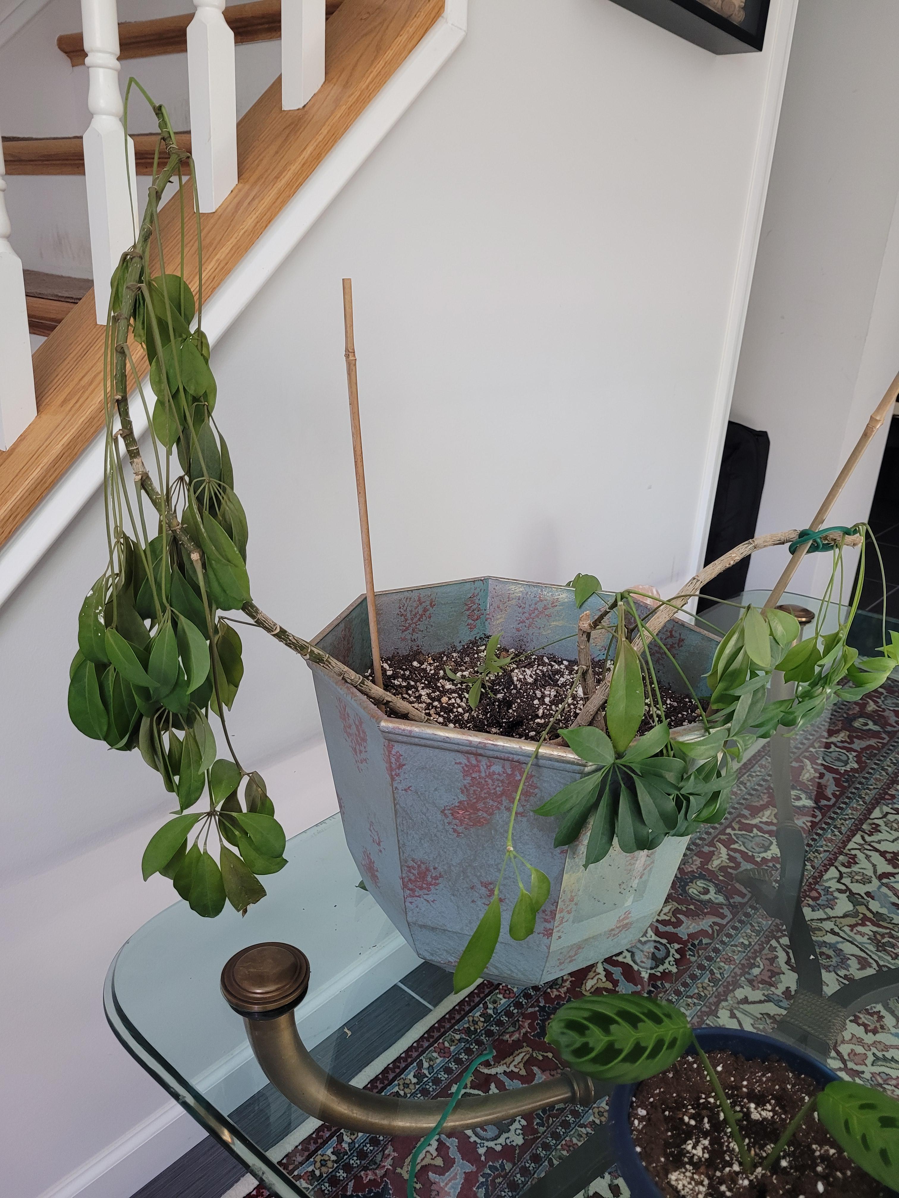 Half of my umbrella plant suddenly wilting after 3 years of the same