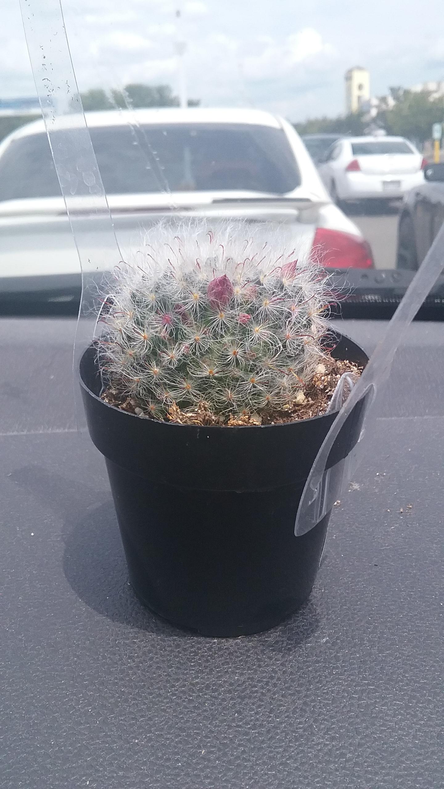 Found this little guy at Lowe's. He was surrounded by cacti with fake