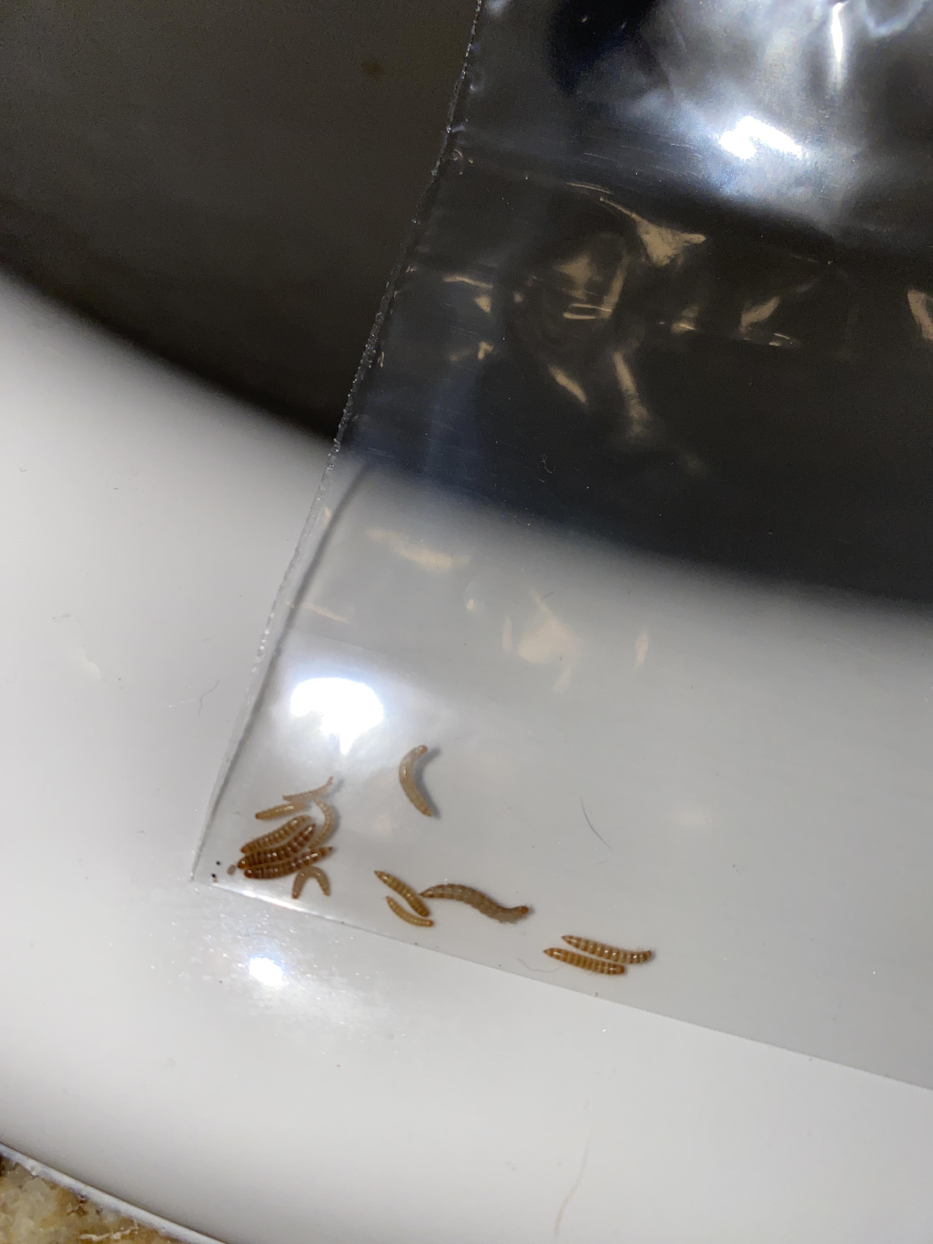 I noticed these worms in my crested geckos enclosure. I took him out immediately and now he’s