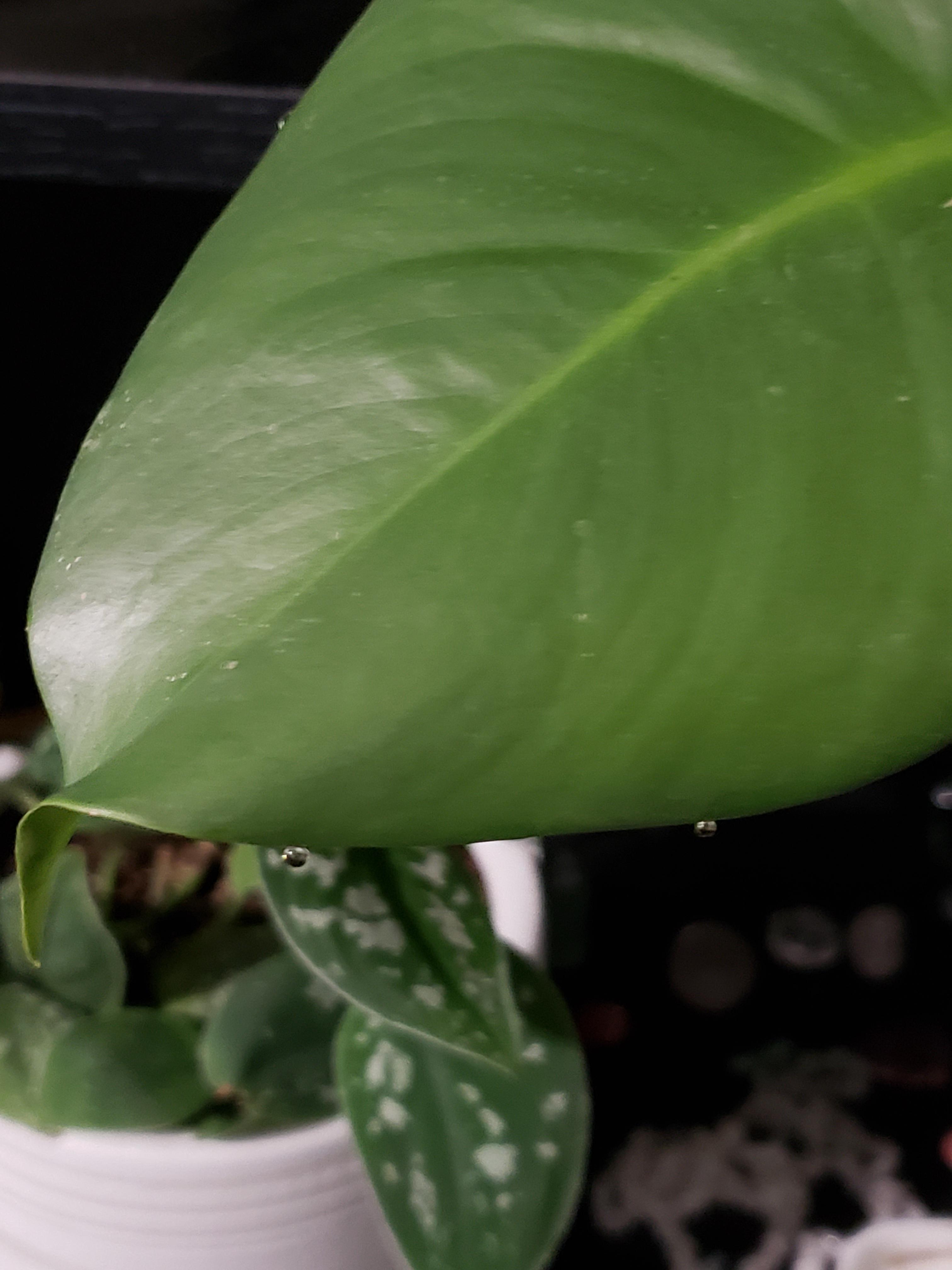 Monstera leaves dripping?? Watered once in the last 1.5 weeks when it