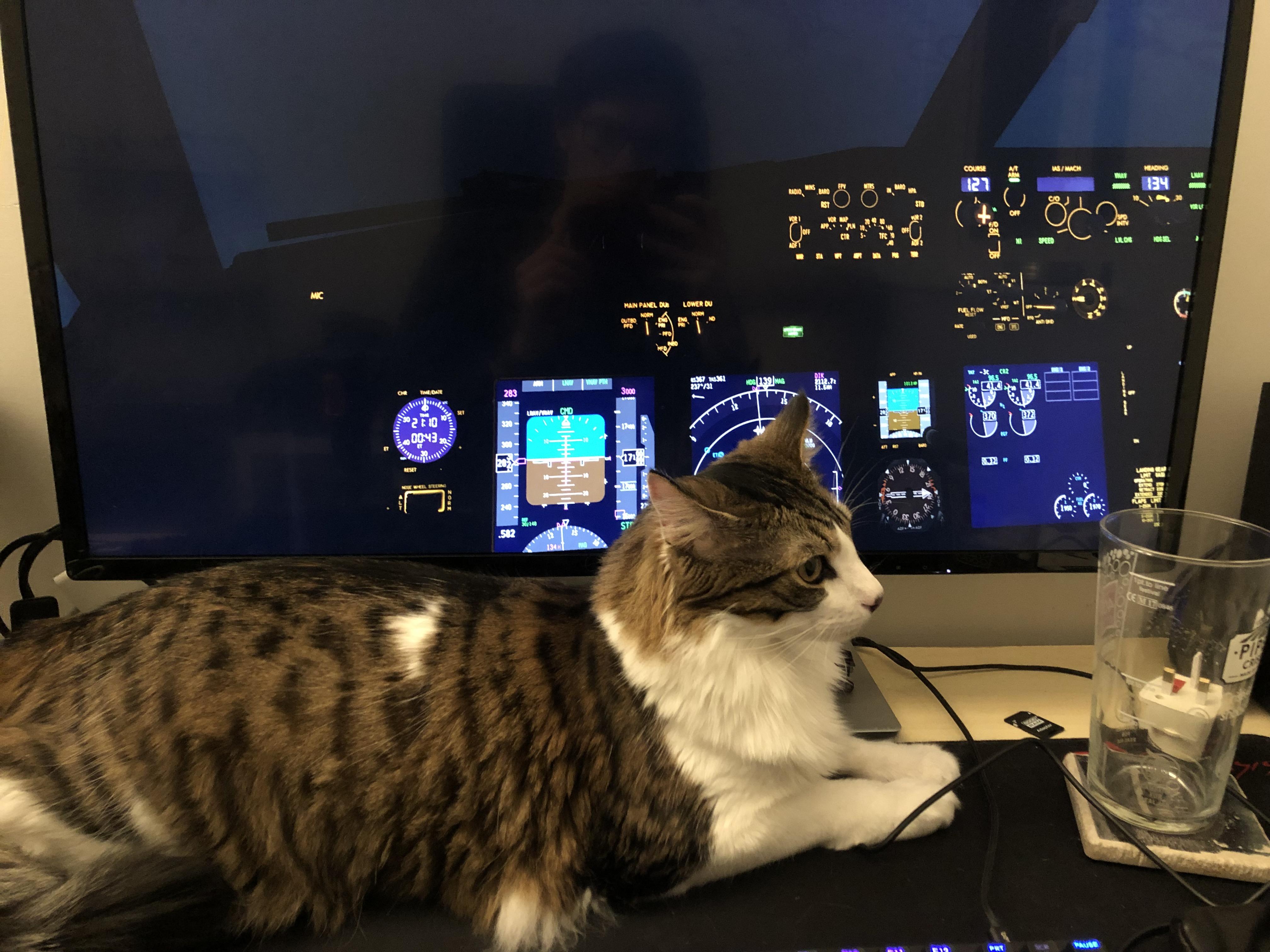 9145 best Cat 1 images on Pholder 196, Aww and Item Shop