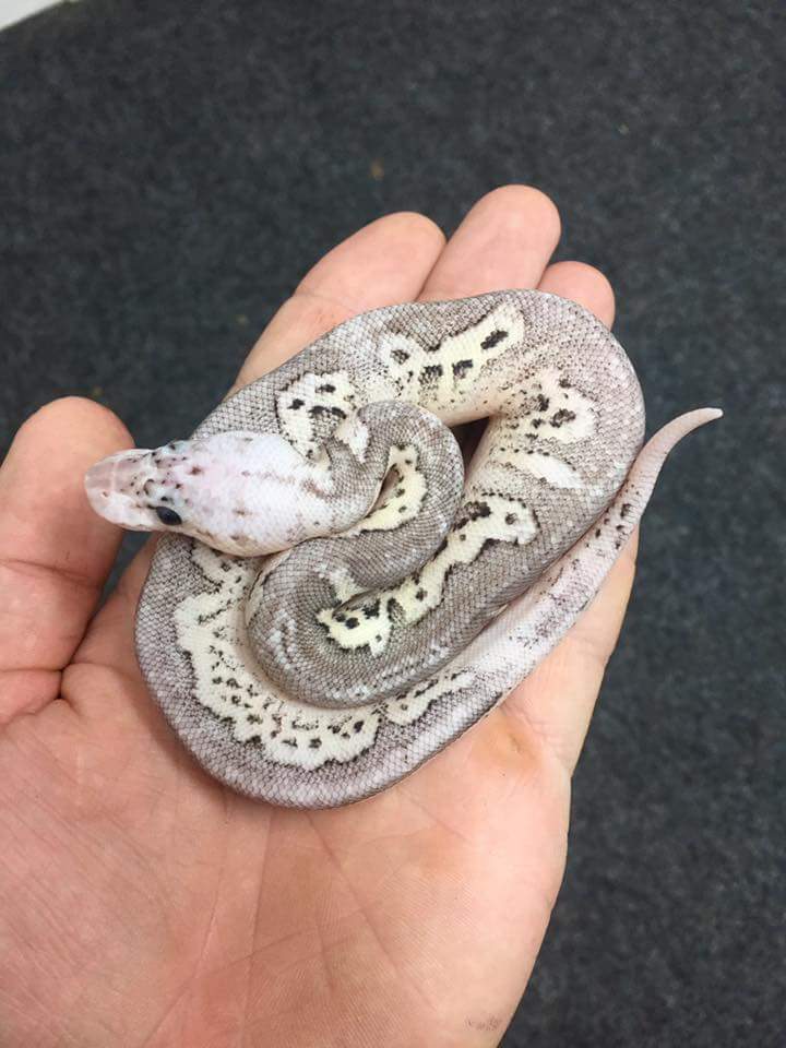 Pewter Clown Fire (Pastel+Cinnamon+Clown+Fire) Ball Python by Burger