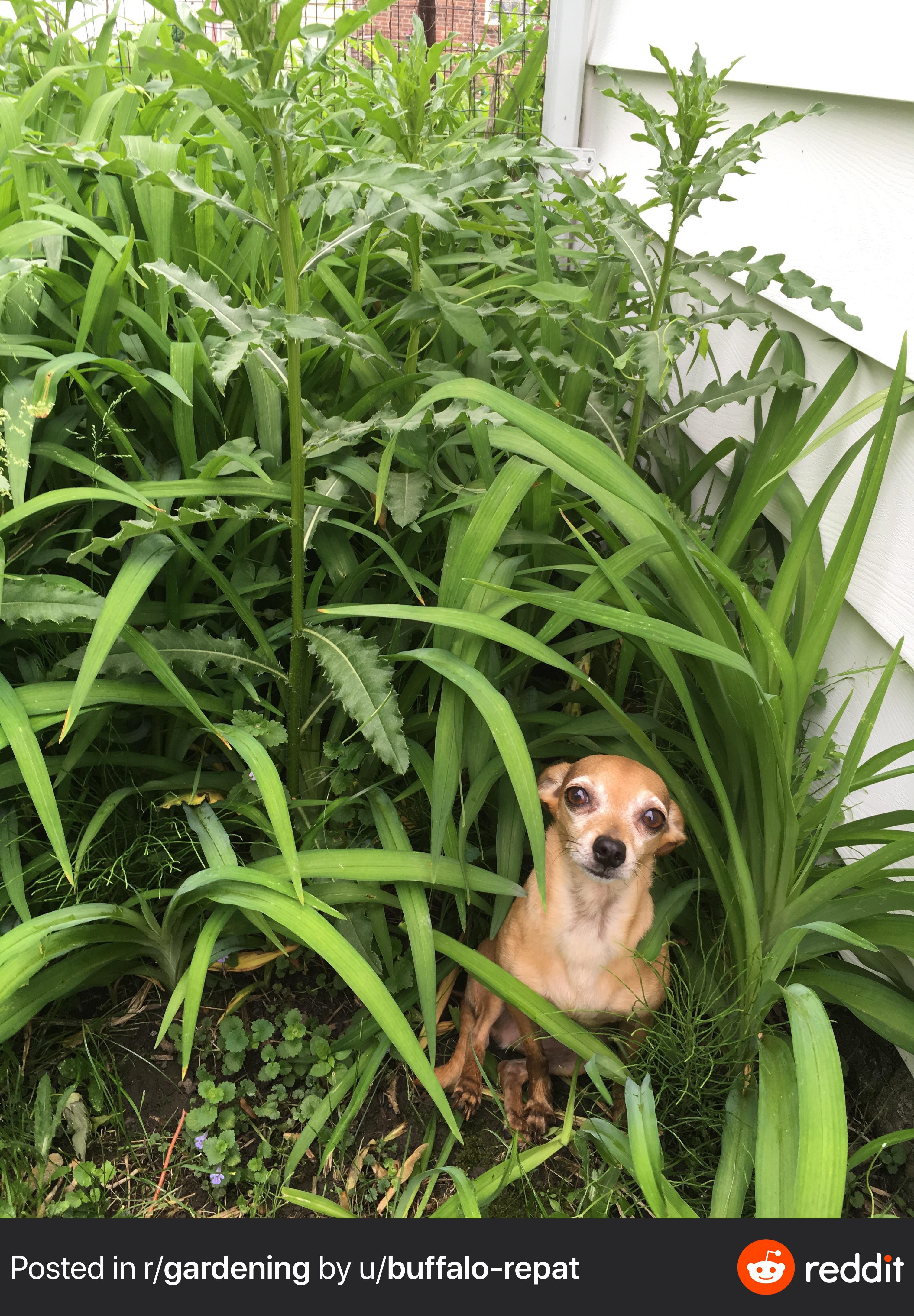 A dog and his peaceful corner of the garden (tiger lilies!) r