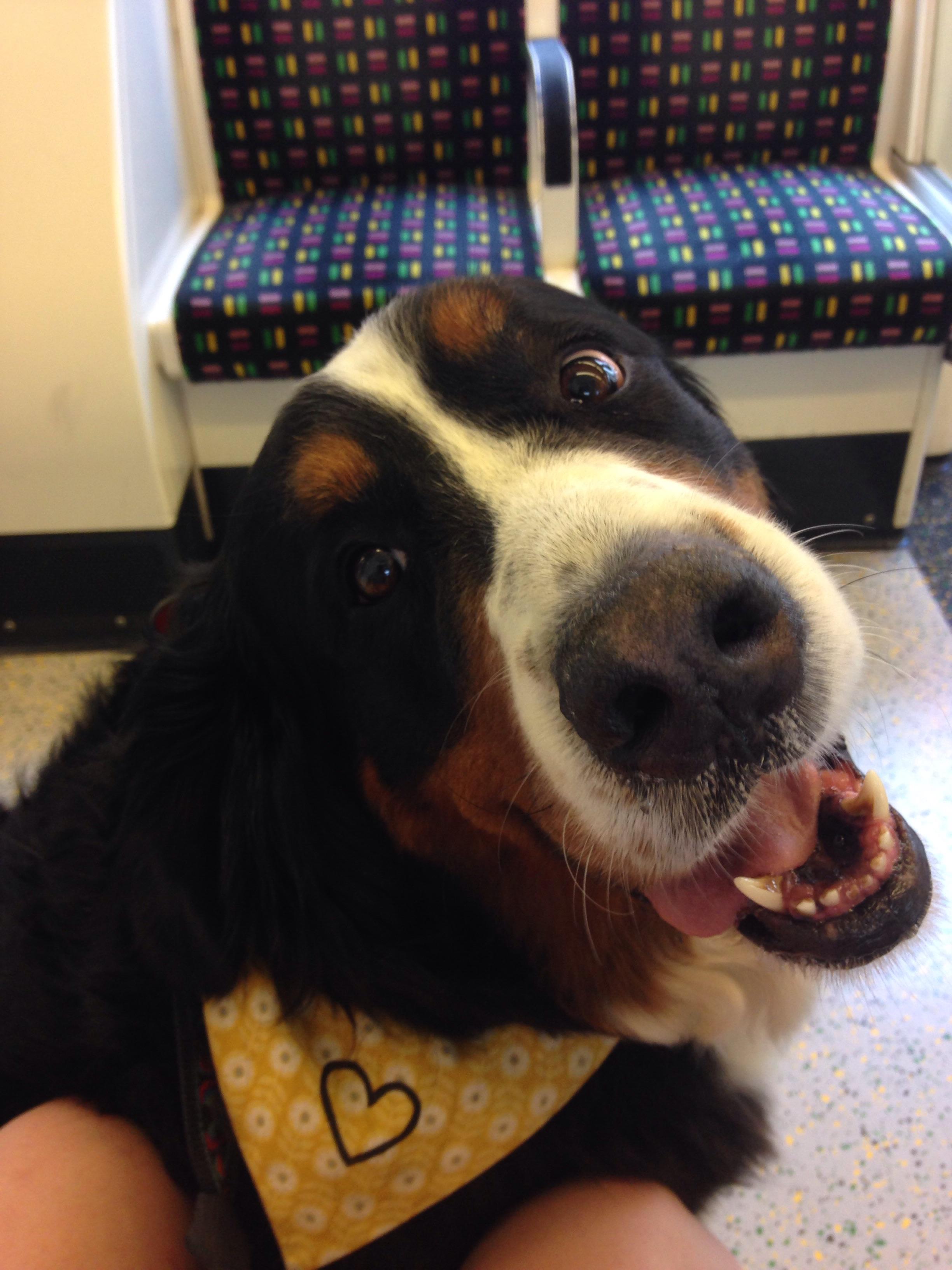 My favourite tube dog r/tubedogs