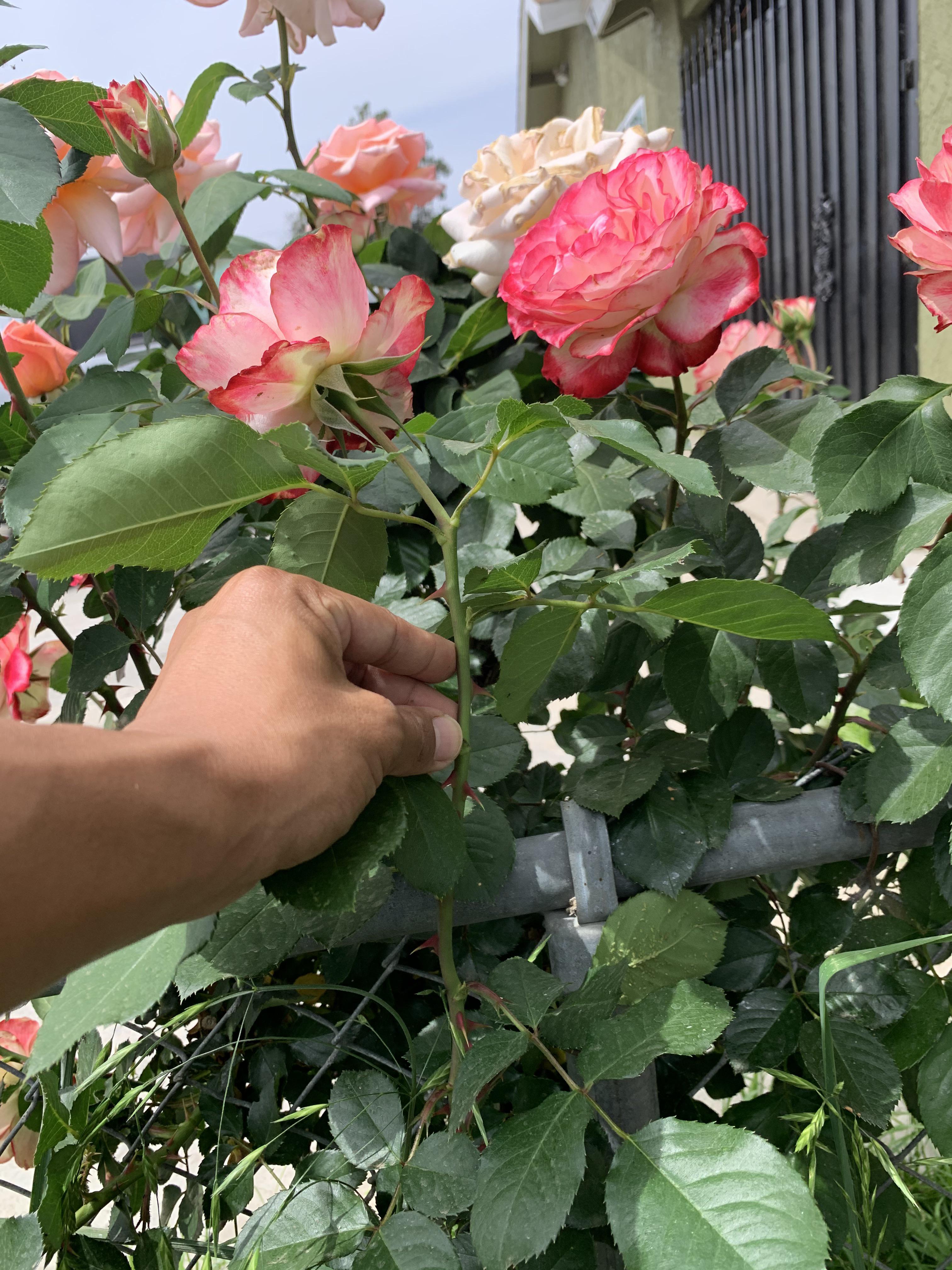 When is the best time to propagate roses from cuttings? Am I okay to