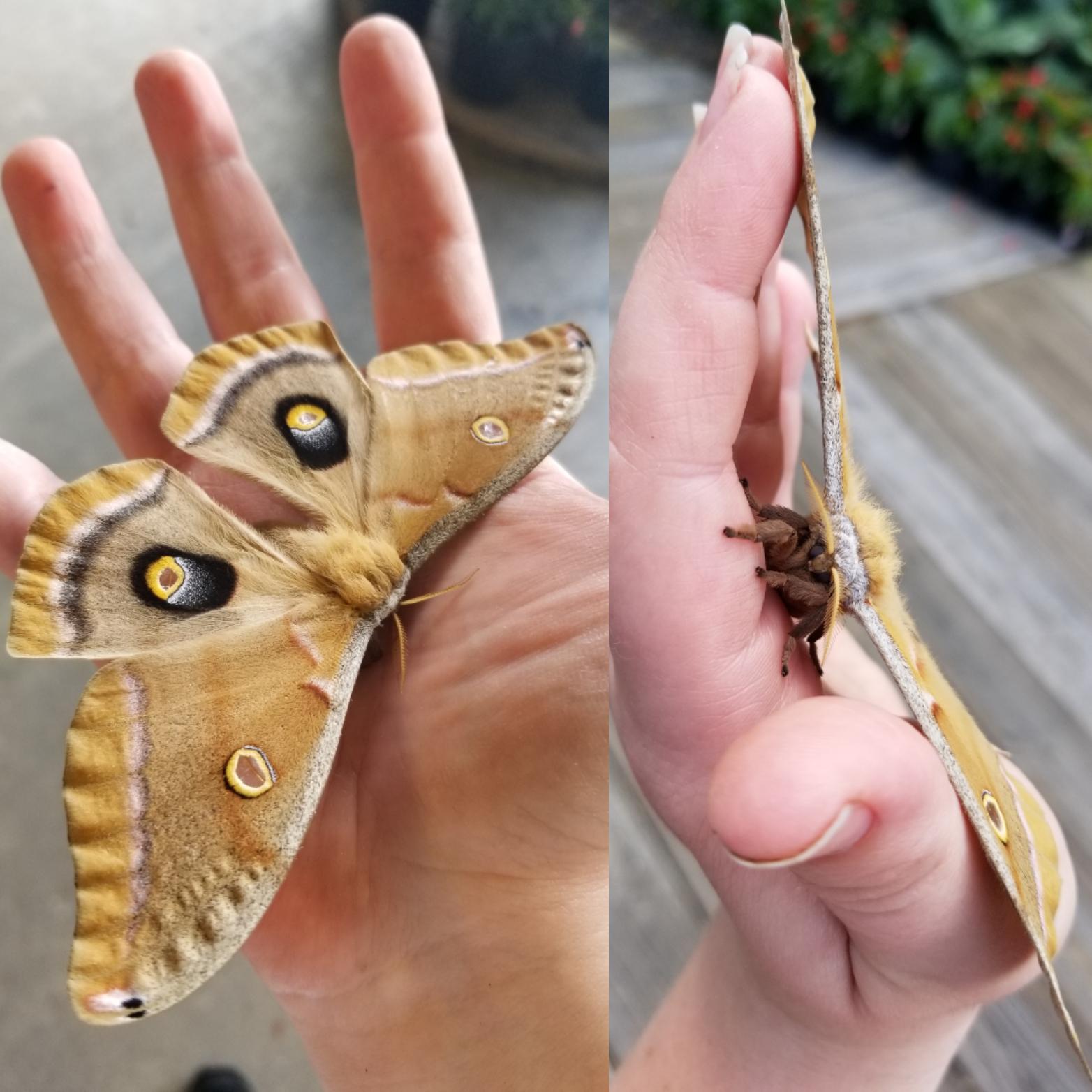 Cute moth I rescued from a screened in room at my nursery in central FL r/whatsthisbug