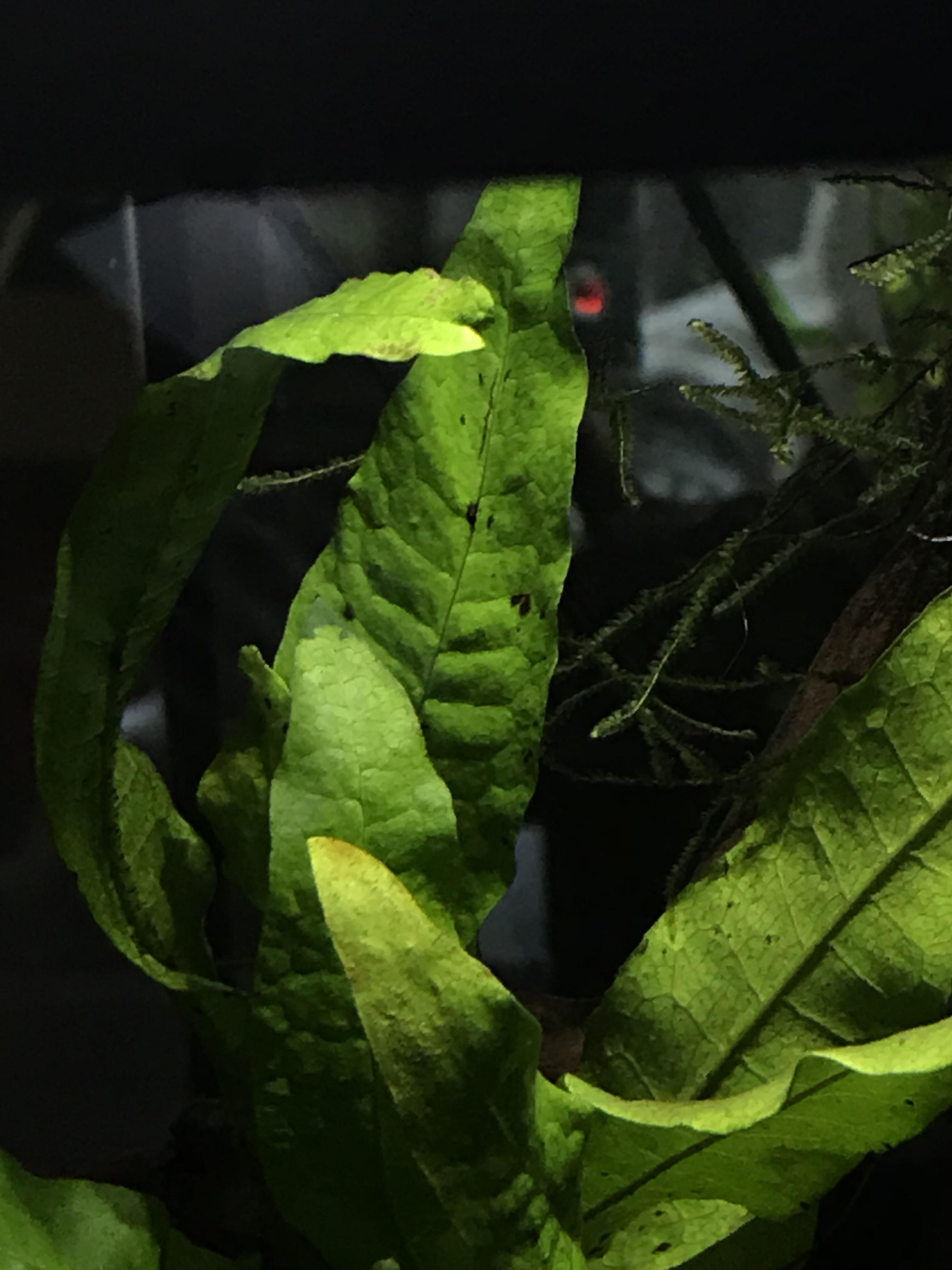What is this brown stuff growing on my java fern’s leaves? r/PlantedTank