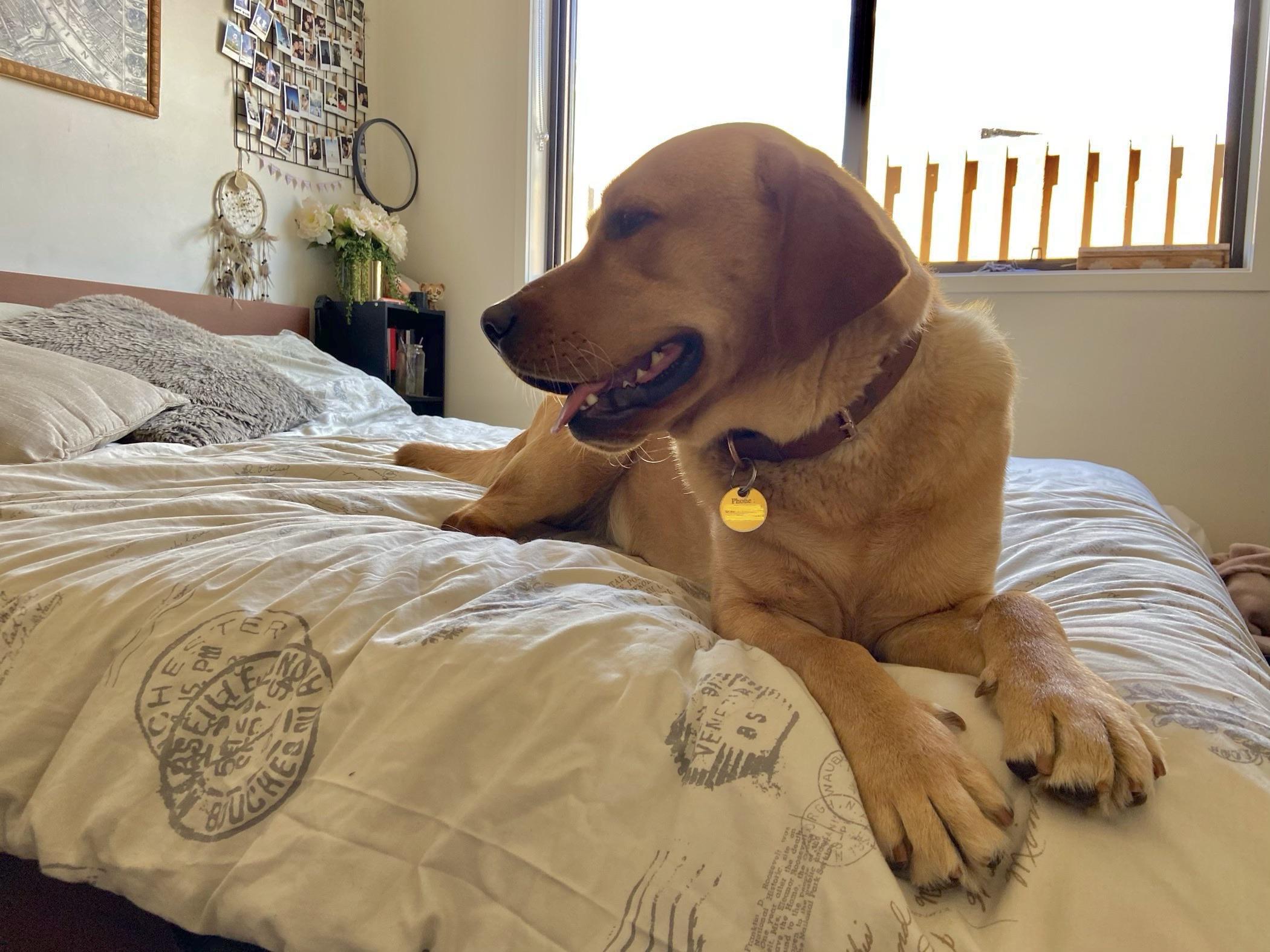 So much for no dogs on the bed r/labrador